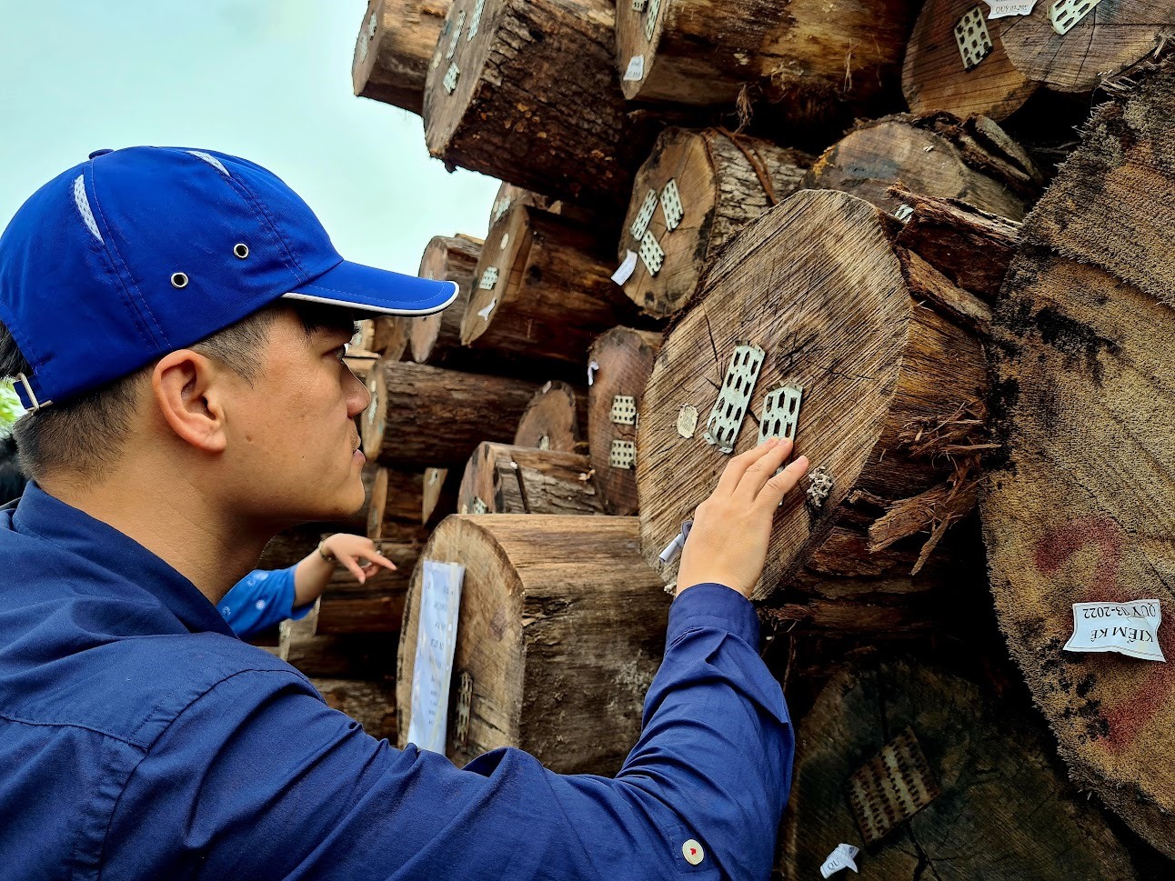 Việt Nam là nước xuất khẩu đồ gỗ, nhưng cũng nhập khẩu nhiều loại gỗ từ nhiều thị trường khác nhau. Ảnh: Vũ Long