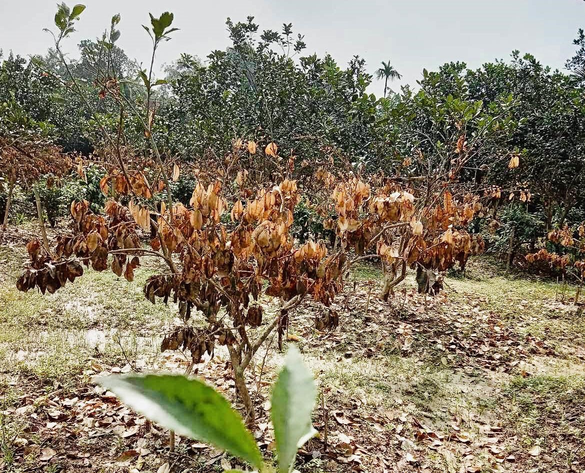 Do ngập úng nên một số cây cam ở xã Hương Thủy đã bị chết. Ảnh: Hương Khê