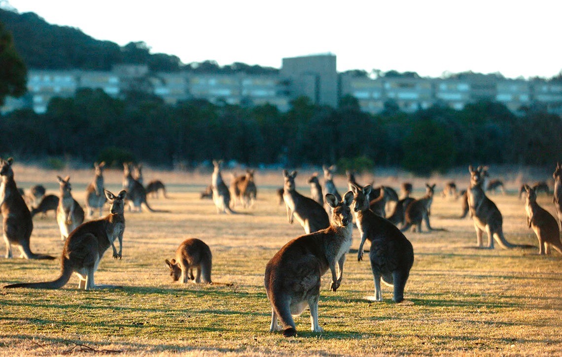 Thịt kangaroo - đặc sản gây tranh cãi của Australia