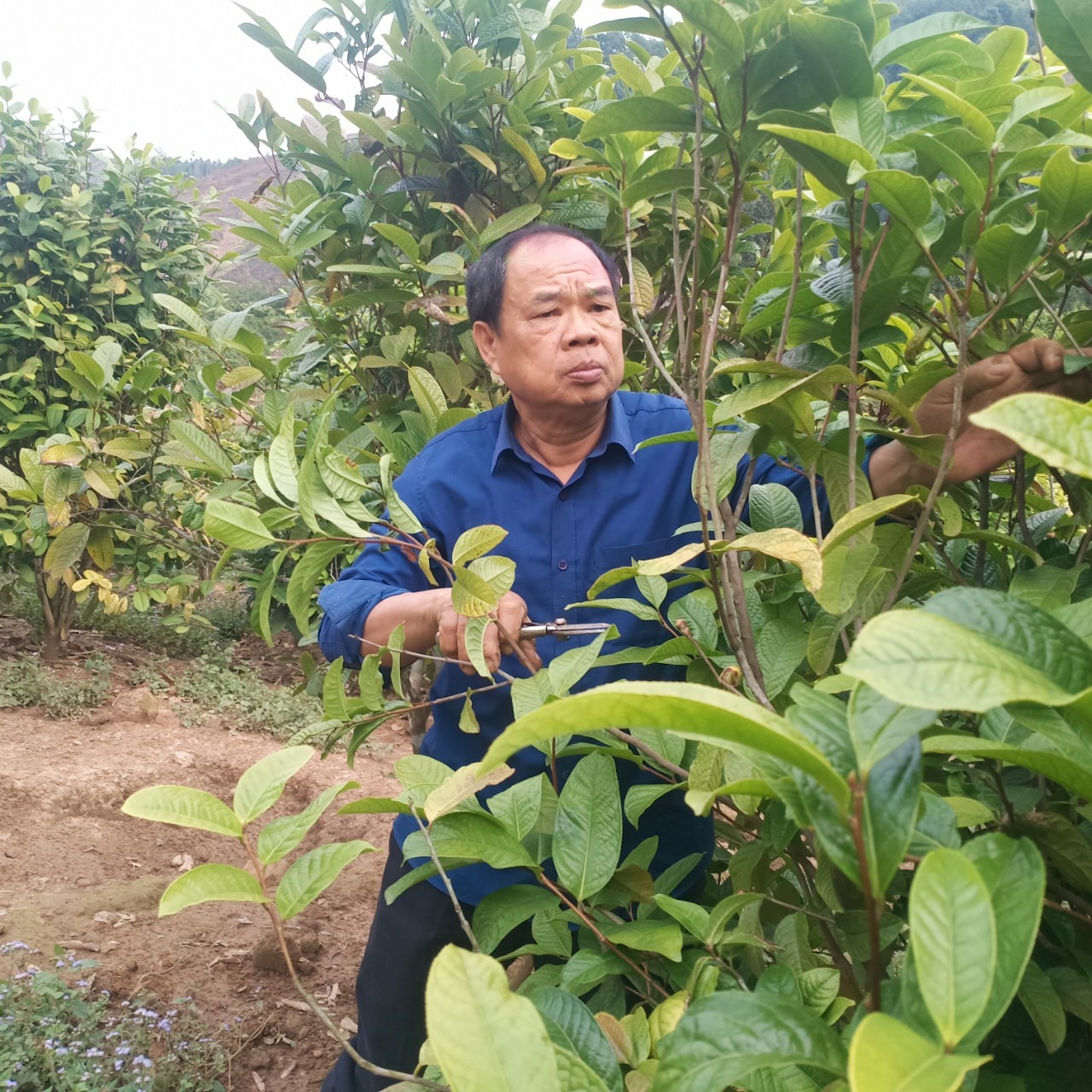 Kỹ thuật nhân giống trồng và chăm sóc trà hoa vàng  Trà Hoa Vàng Ba Chẽ