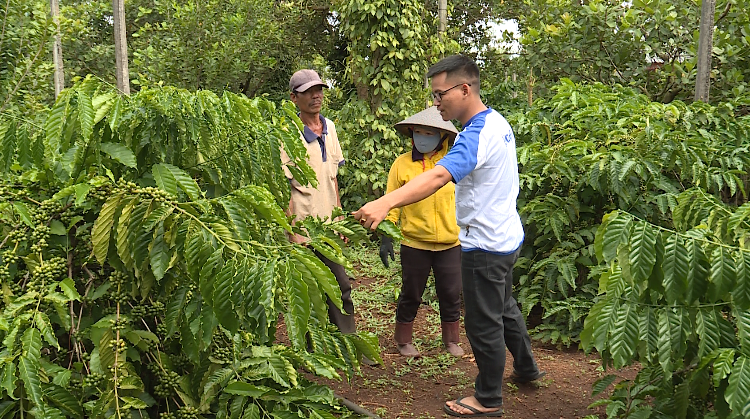 Anh Y Pốt Niê hướng dẫn cho nông dân trồng cà phê tại địa phương. Ảnh: Bảo Trung
