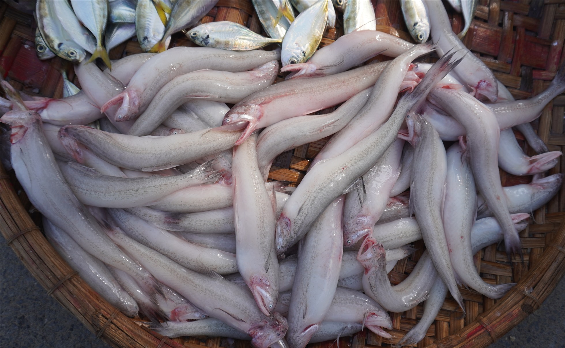 Tại biển Sầm Sơn, có thời điểm giá cá khoai cao nhất lên tới 600 đến 800 nghìn đồng/1kg. Ảnh: Quách Du