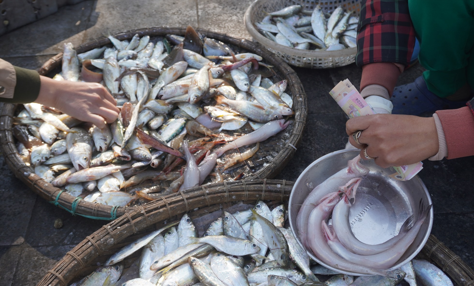 Loại hải sản được người dân tìm mua nhiều nhất là cá khoai, hiện, giá bán cá khoai tại biển Sầm Sơn dao động ở mức khoảng 500 nghìn/1kg. Ảnh: Quách Du