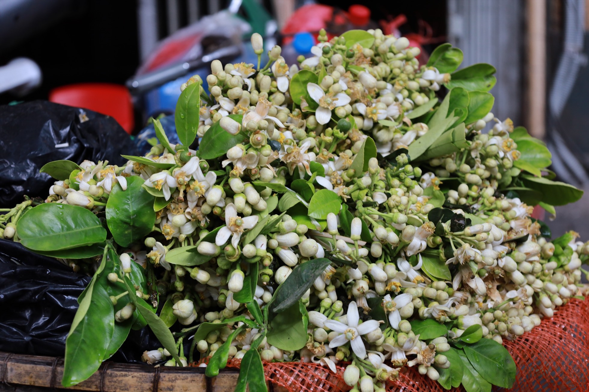 Hoa bưởi đang được bán với giá cao tại Hà Nội. Ảnh: Nguyễn Thúy.