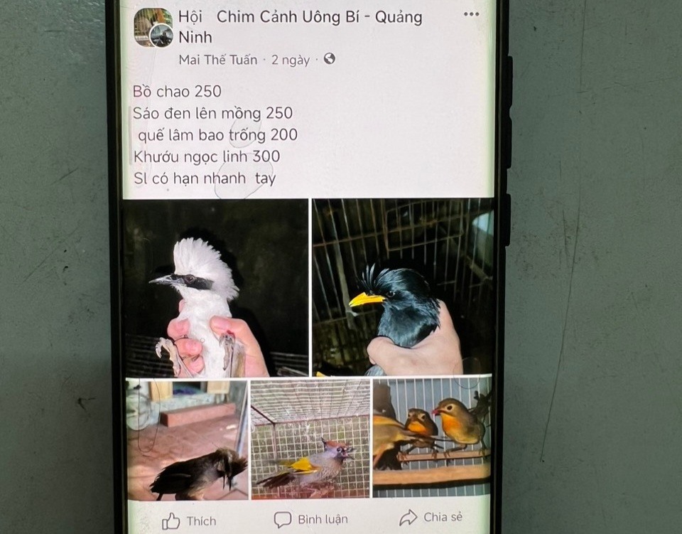 Tuấn đăng ảnh và rao bán 300.000 đồng/1 con chim khướu Ngọc Linh lên mạng xã hội facebook. Ảnh: PC05 Thái Bình