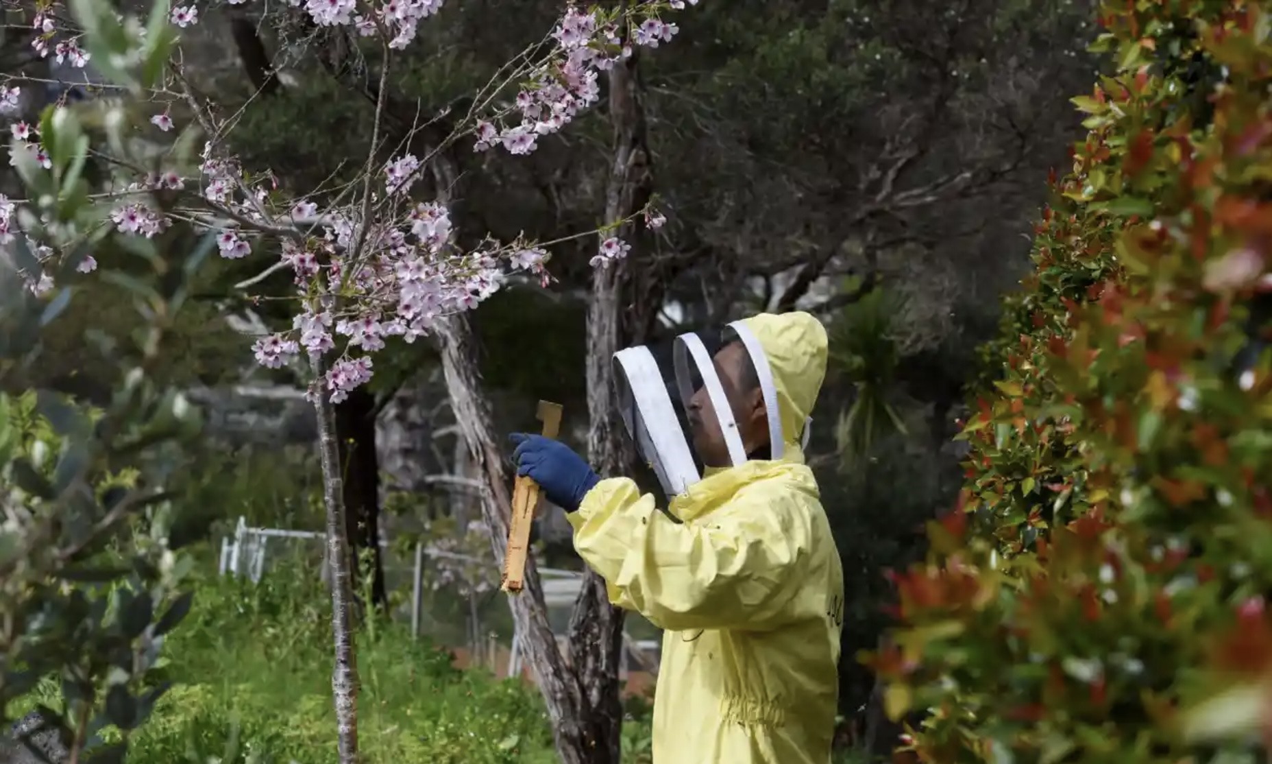 Người nuôi ong kiểm tra tổ ong ở Auckland, New Zealand. Ảnh: Xinhua