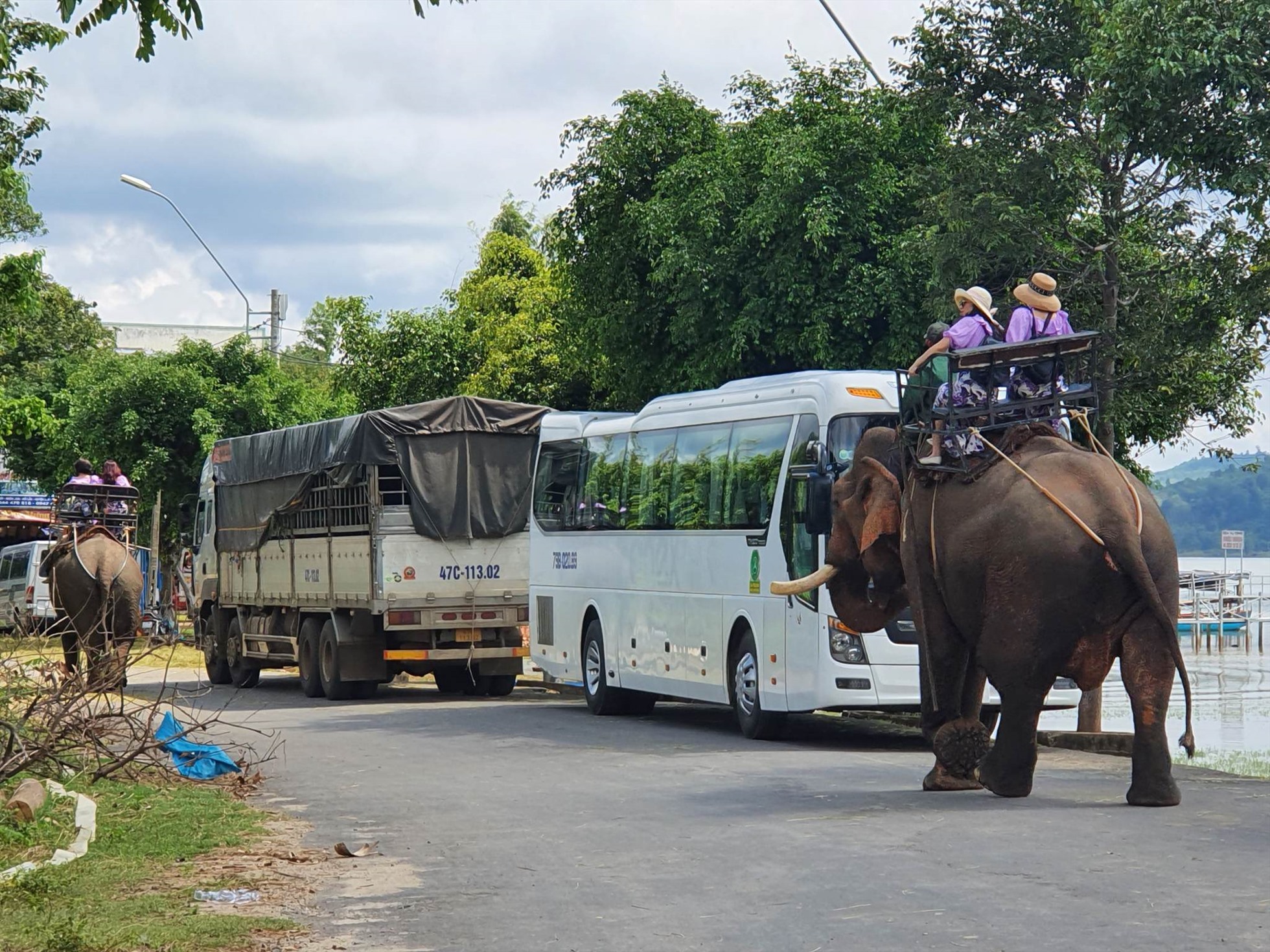 Số lượng cá thể voi nhà còn lại ở Đắk Lắk khá ít. Ảnh: Bảo Trung