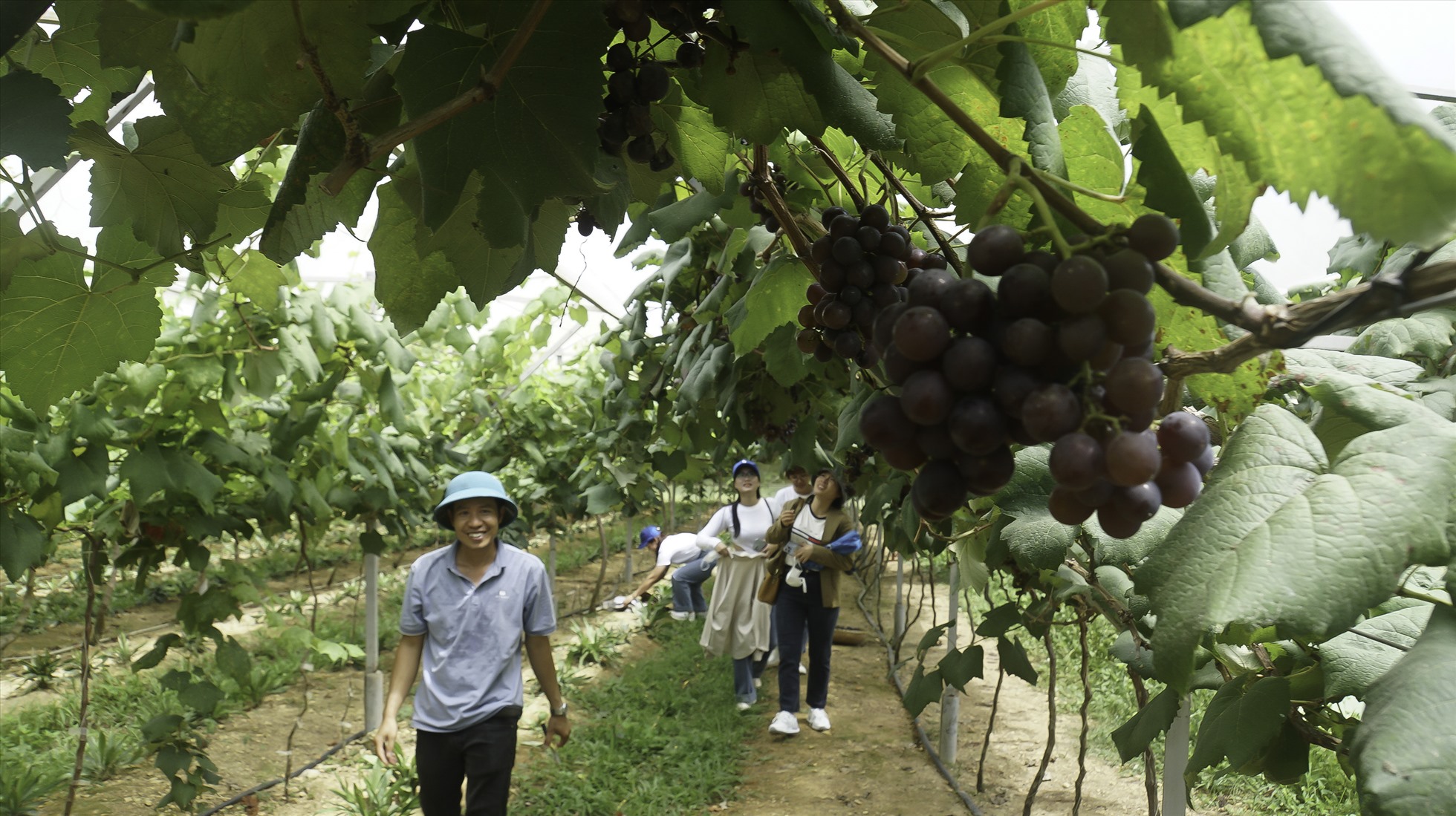 Khách du lịch đến thăm quan, chụp hình lưu niệm và mua trái cây ở vườn nho của anh Nguyễn Thế Độ, ở huyện Đắk Mil. Ảnh: Đức Hùng