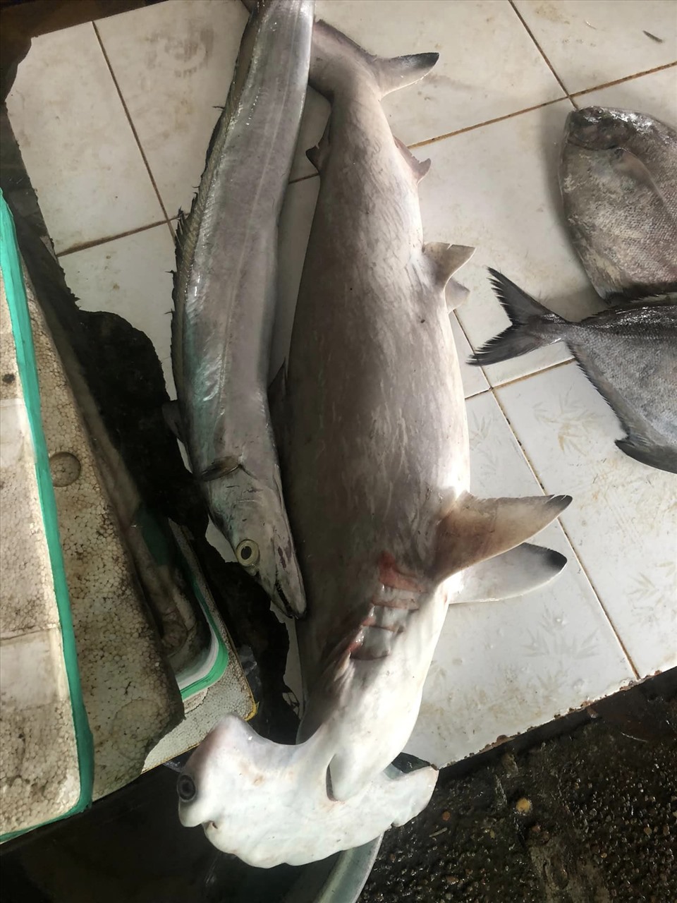 Quảng Nam: Rao bán cá quý hiếm, giá chỉ hơn 100.000 đồng/kg