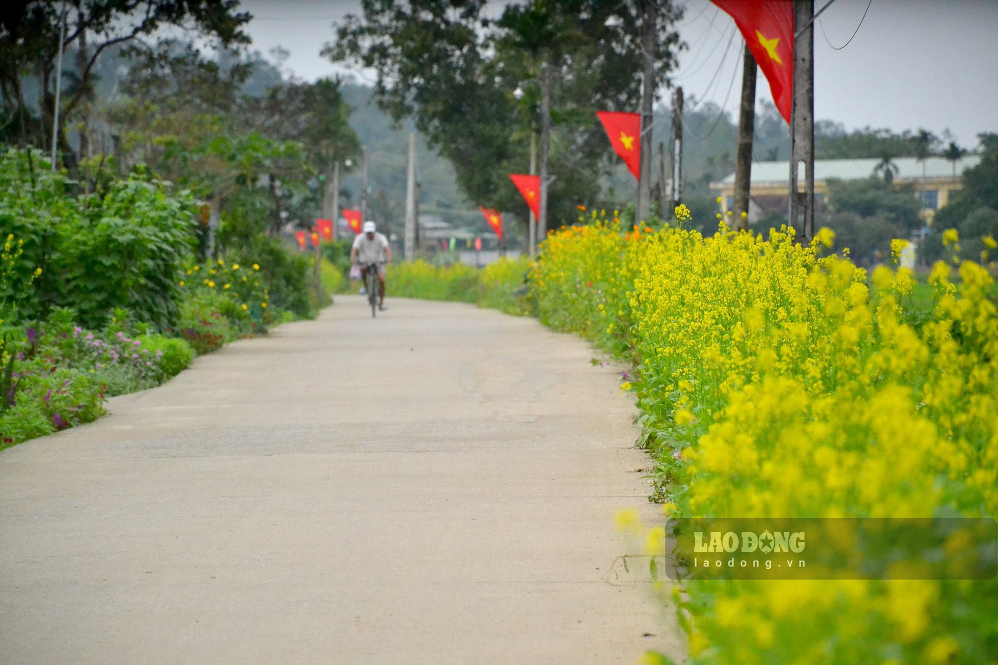 Ba năm qua, Hội phụ nữ xã Đức Hòa, huyện Mộ Đức tổ chức trồng hoa cải trên các tuyến đường liên xã. Hoa cải nở đúng vào dịp Tết Nguyên đán, tạo cảnh quan sạch đẹp mỗi dịp tết đến xuân về. Ảnh: Ngọc Viên