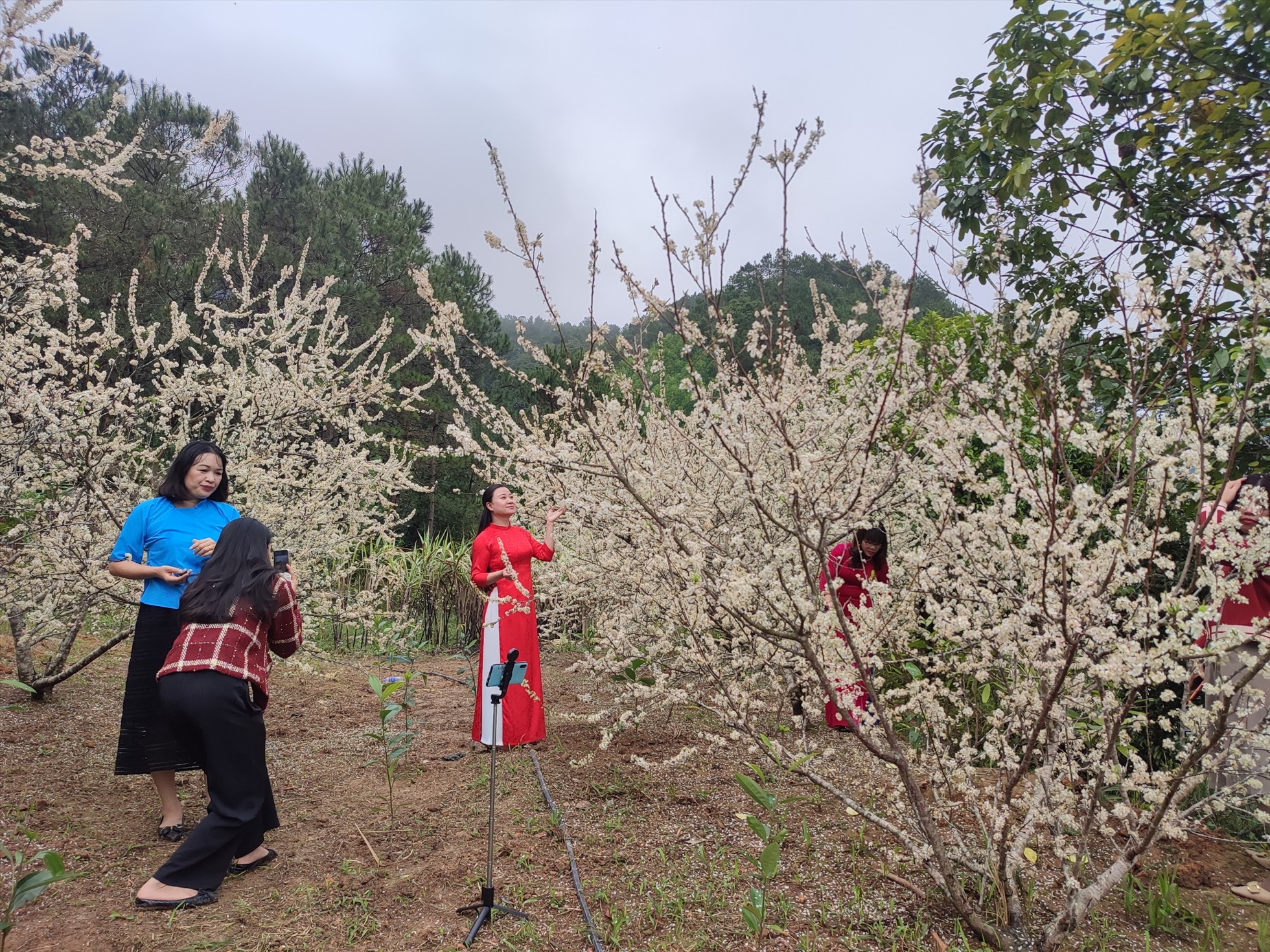 Khu vườn mận của một gia đình tại khu Pắc Liềng, thị trấn Bình Liêu thu hút nhiều người đến tham quan, chụp ảnh. Ảnh: Cường Pin