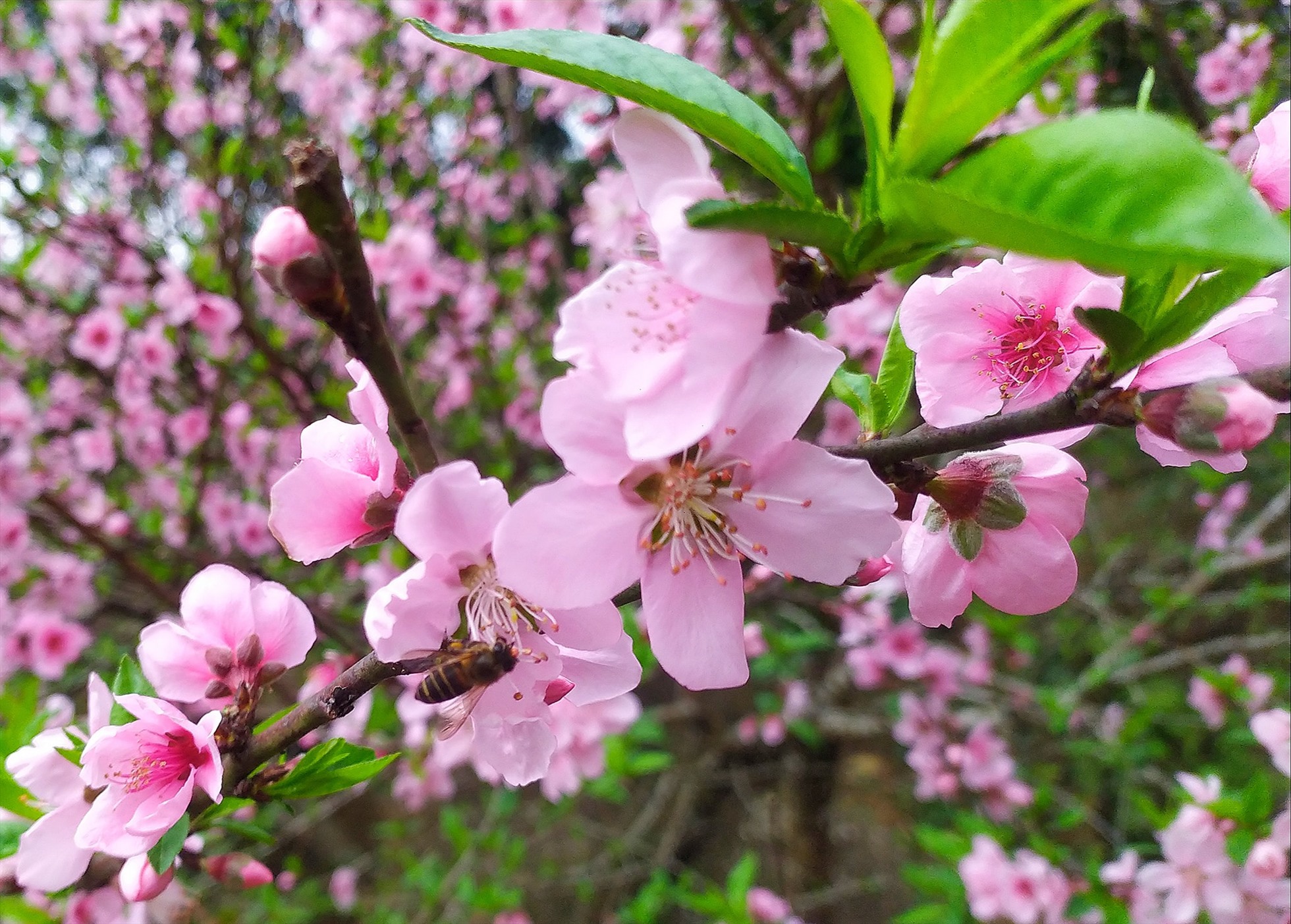 Từng bông nhỏ, cánh mỏng manh nhưng tràn đầy sức sống của mùa xuân mới.