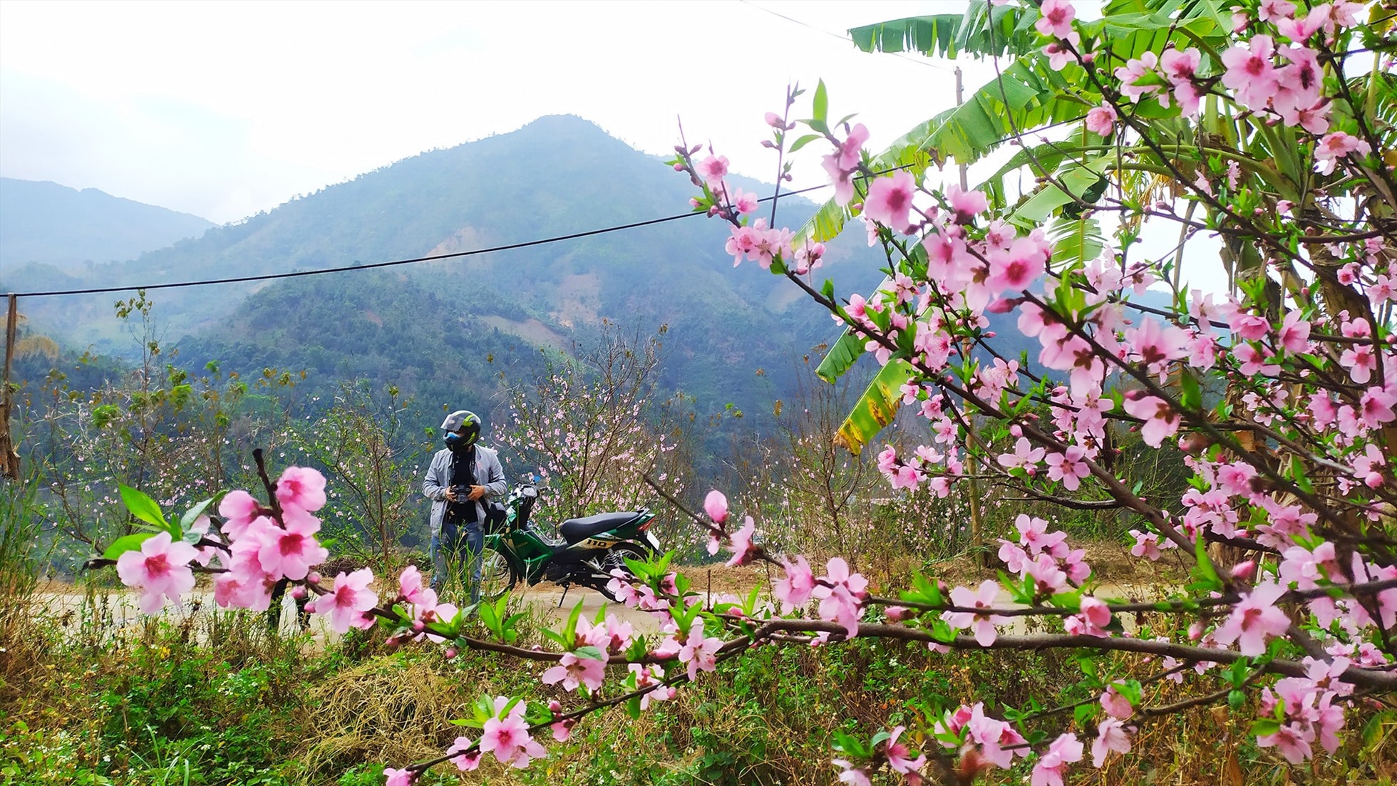 Tranh thủ những ngày hoa mận và đào nở rộ, các bạn trẻ và người dân nô nức đổ về Bình Liêu check in. Ảnh: Cường Pin