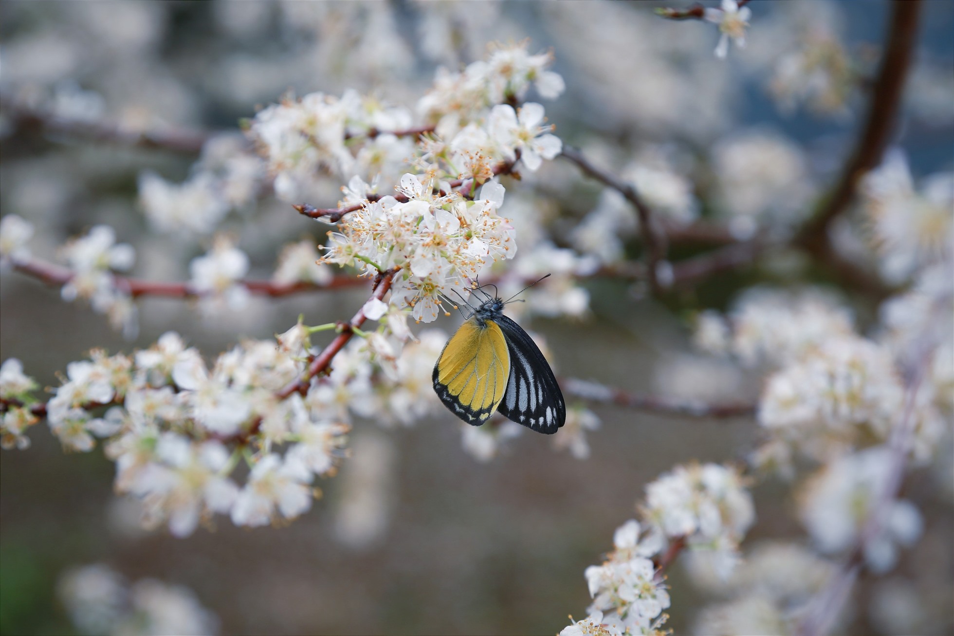 Từng bông nhỏ, cánh mỏng manh nhưng tràn đầy sức sống của mùa xuân mới.