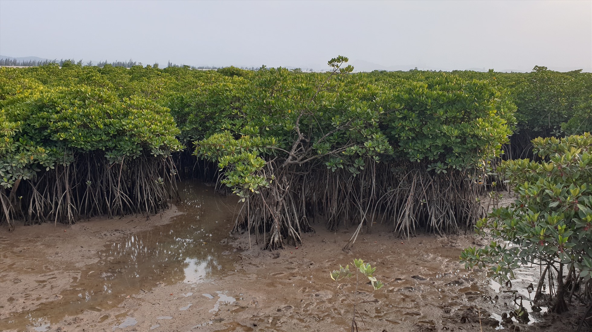 Rừng ngập mặn ở phía Bắc vịnh Cửa Lục. Ảnh: Nguyễn Hùng