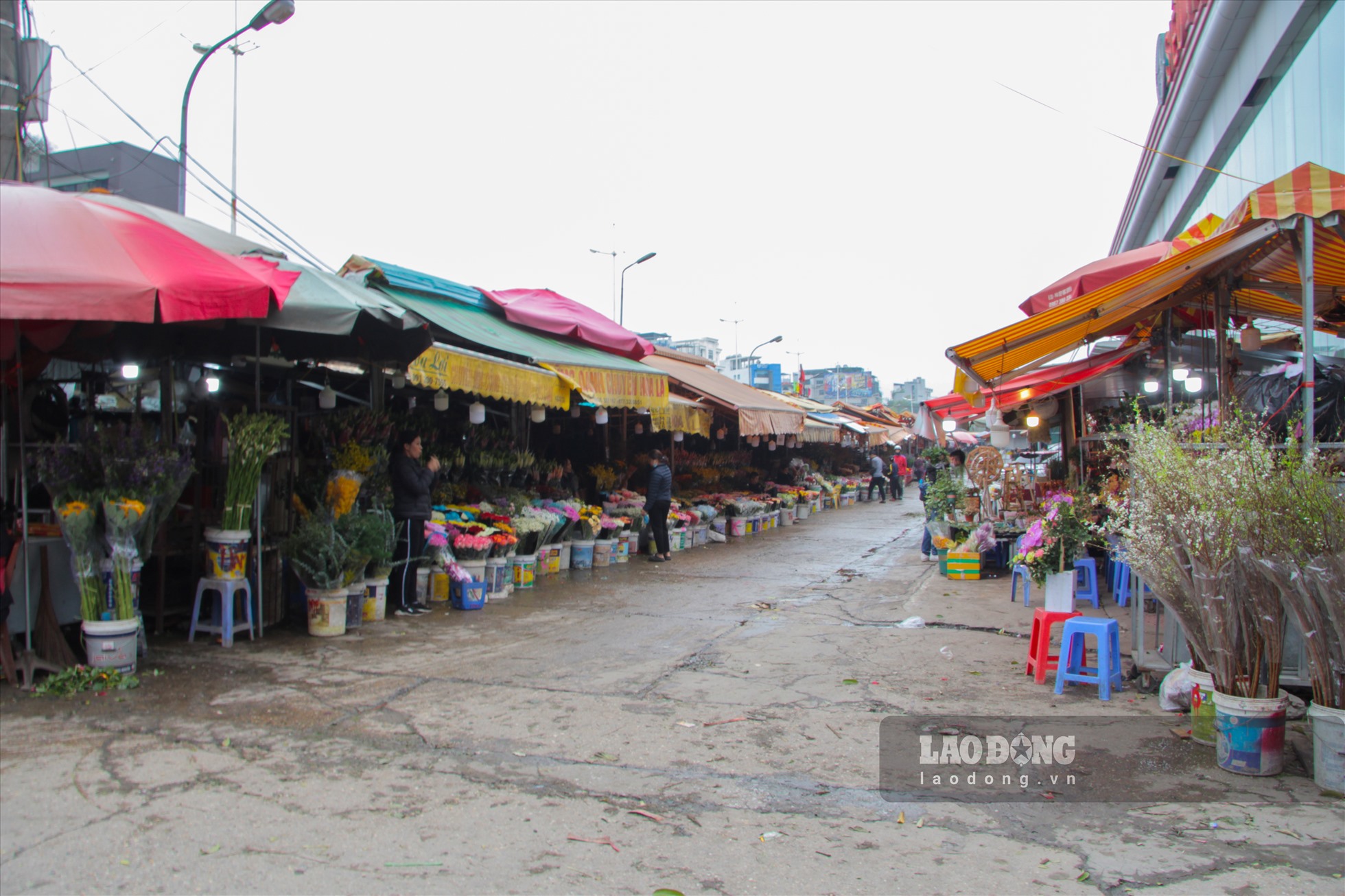 Theo ghi nhận của PV Lao Động tại chợ hoa Quảng An vào ngày 11.2, lượng khách mua và tiểu thương đến mua hàng khá thưa thớt.