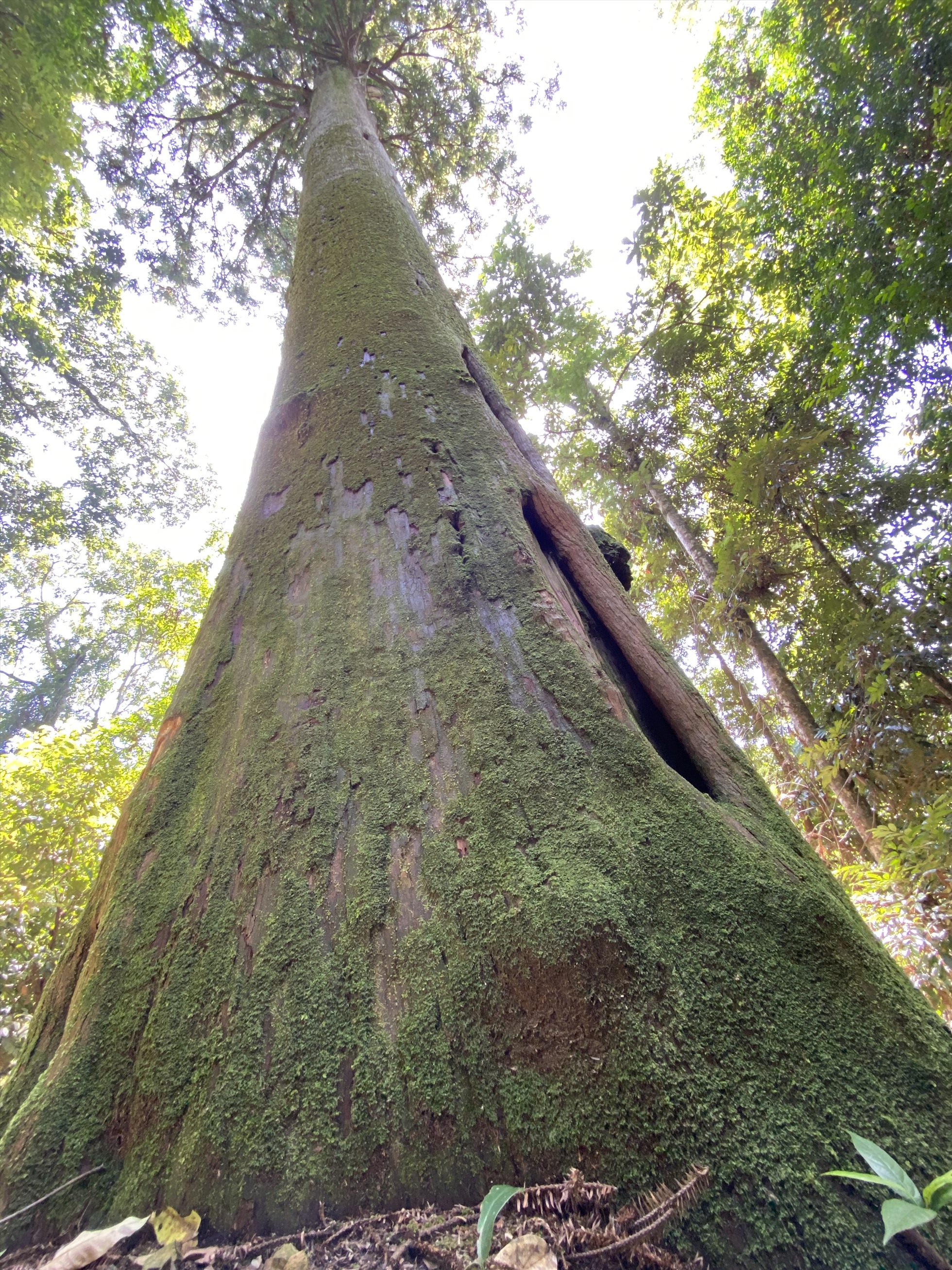 Những cây di sản nghìn năm tuổi được bảo tồn và gìn giữ. Ảnh: Thành Sơn