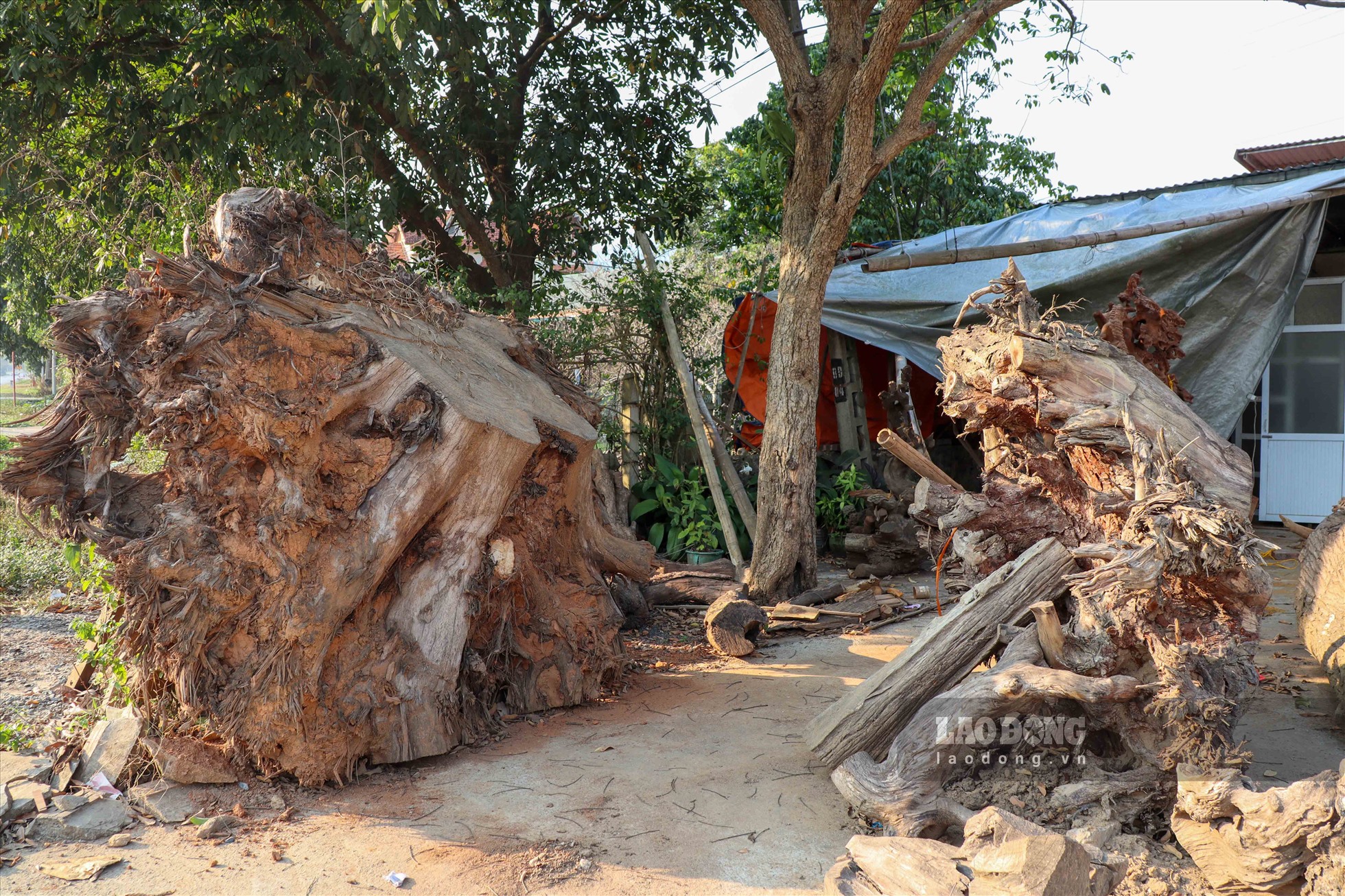 Những tác phẩm nghệ thuật đều được người thợ hô biến tạo ra từ các khúc gỗ lớn. Ảnh: Nguyễn Minh.