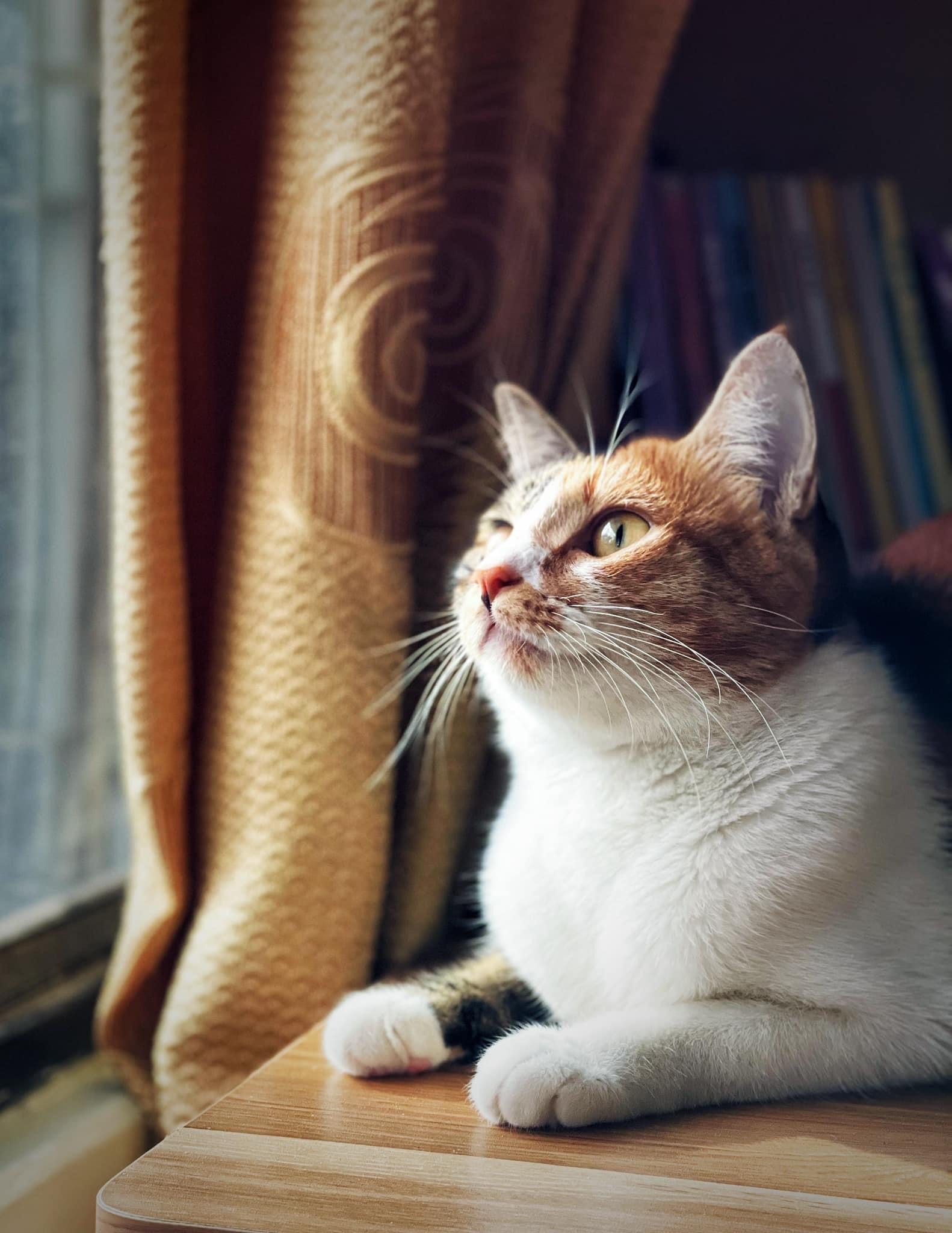 Chị Thủy thường xuyên chụp ảnh lưu giữ khoảnh khắc đáng yêu của chú mèo đã gắn bó nhiều năm. Ảnh;