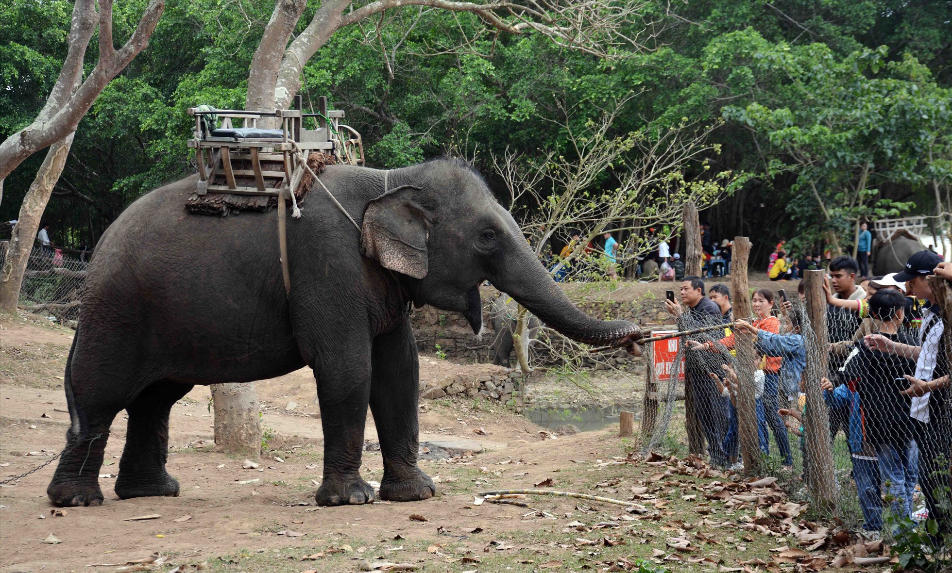Đắk Lắk đang làm từng bước để tiến đến việc chấm dứt dịch vụ du lịch cưỡi voi. Ảnh: UBND tỉnh Đắk Lắk