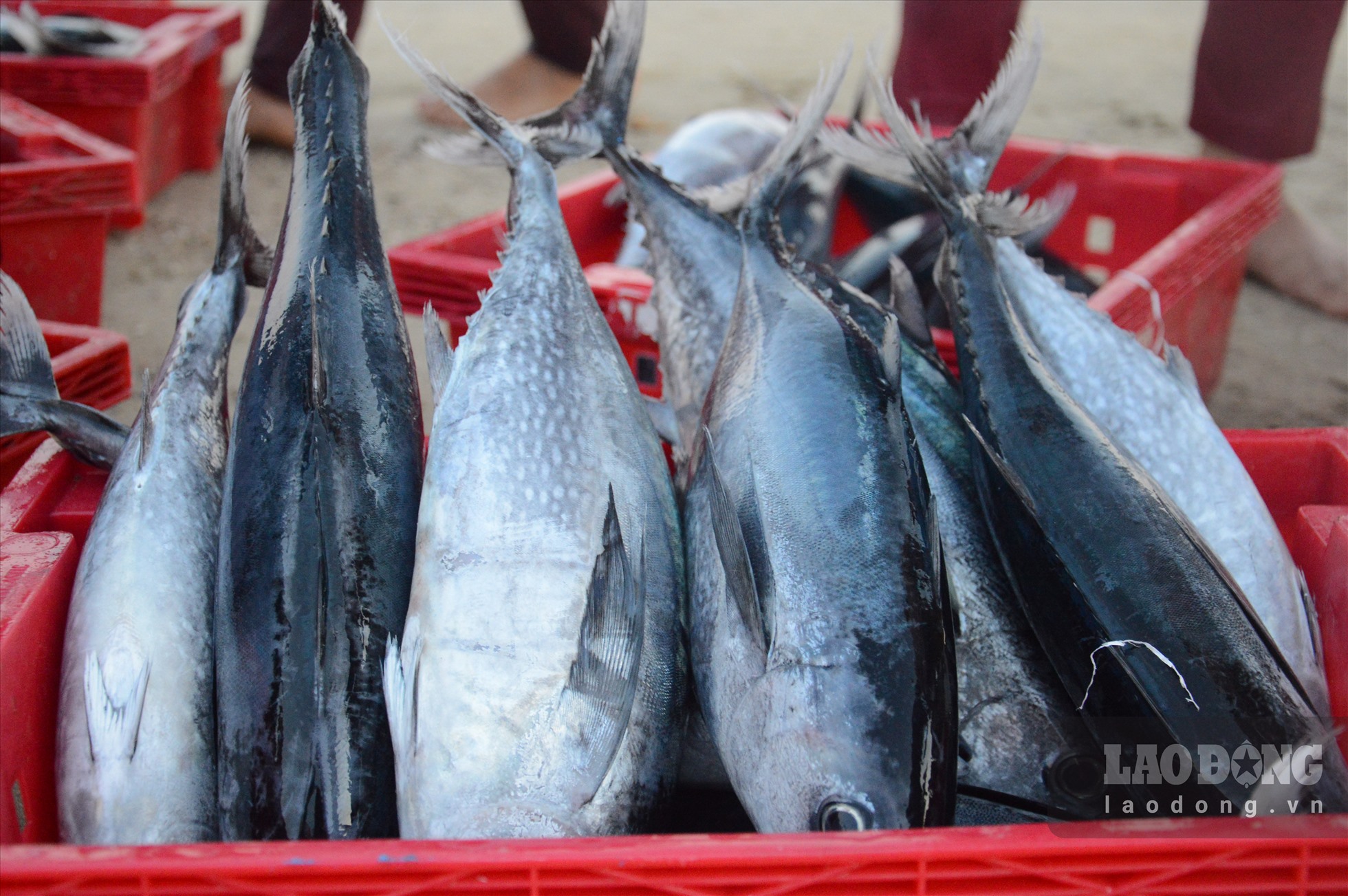 Chợ cá trên bãi biển lúc bình minh