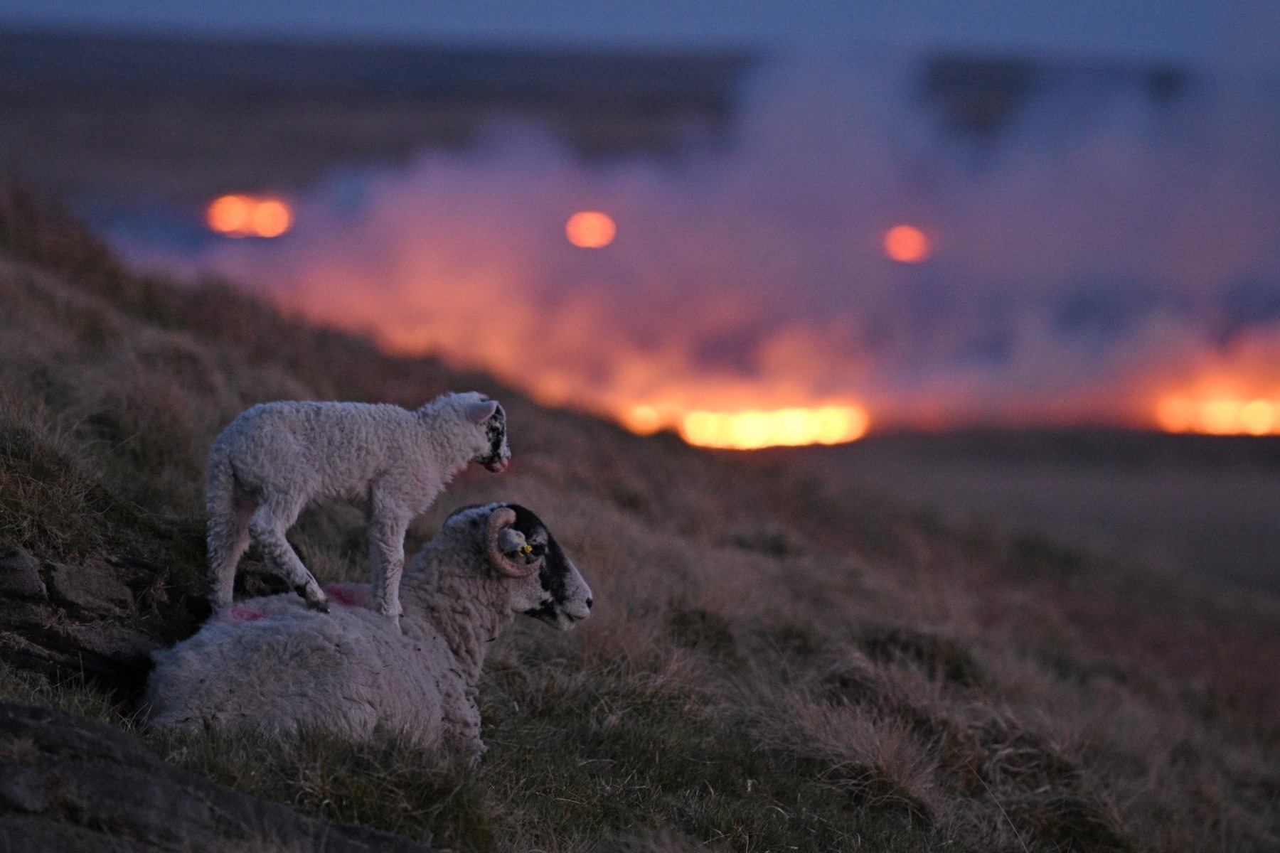Những con cừu nghỉ ngơi trên sườn đồi, sau lưng chúng là một đám cháy rừng ở Marsden, Anh. Ảnh: AFP