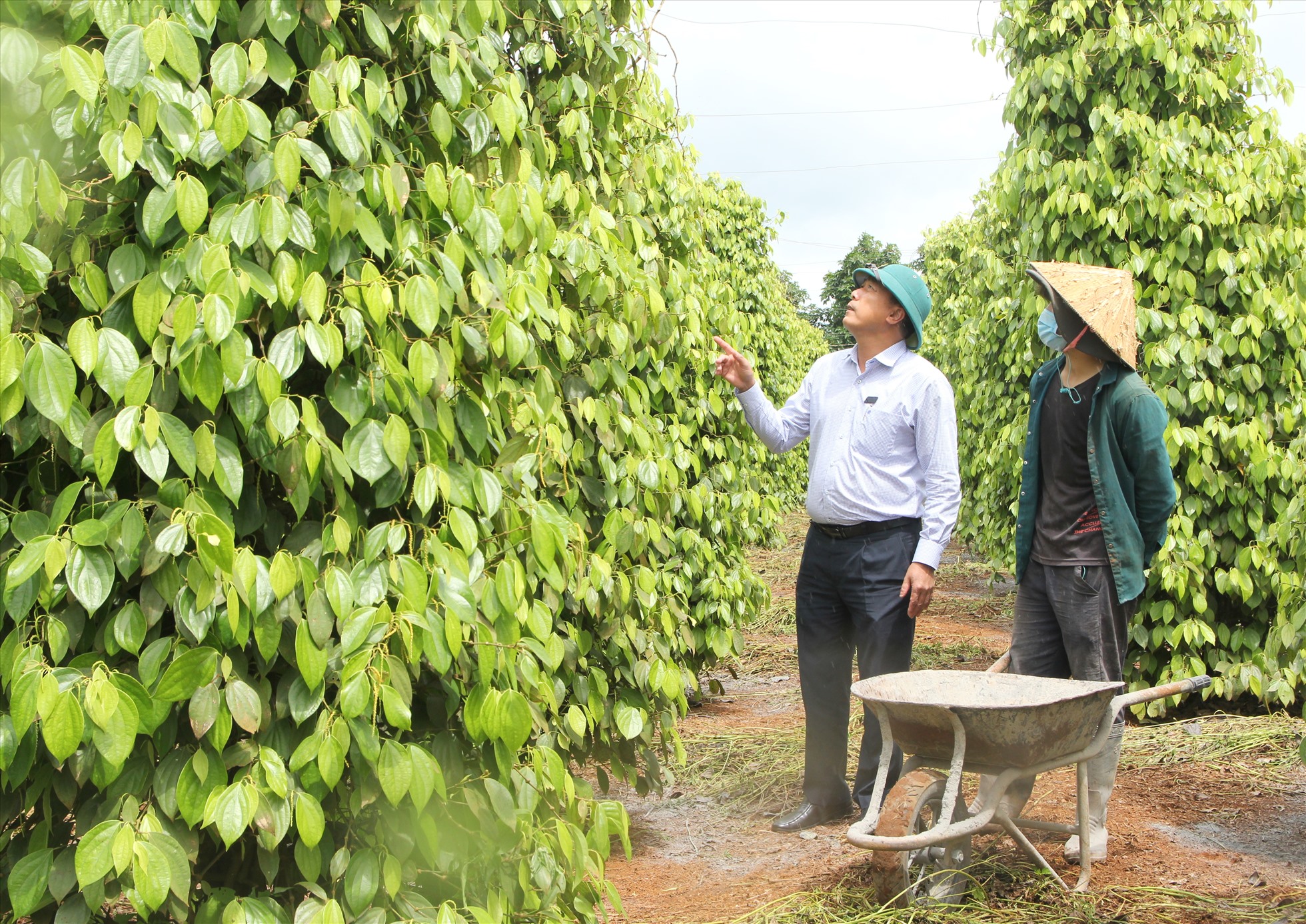 Cà phê và hồ tiêu là hai loại cây trồng chủ lực vừa được UBND tỉnh Đắk Nông phê duyệt hỗ trợ phí bảo hiểm nông nghiệp. Ảnh: Phan Tuấn