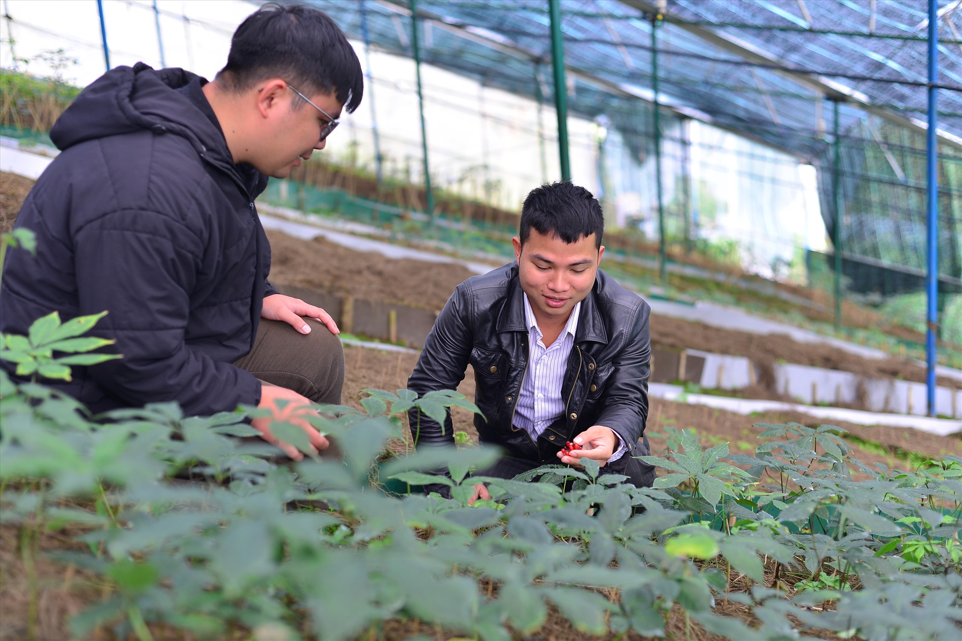 Mô hình phát triển cây dược liệu (Sâm ngọc linh) ở huyện Lạc Dương, tỉnh Lâm Đồng. Ảnh: Minh Hậu