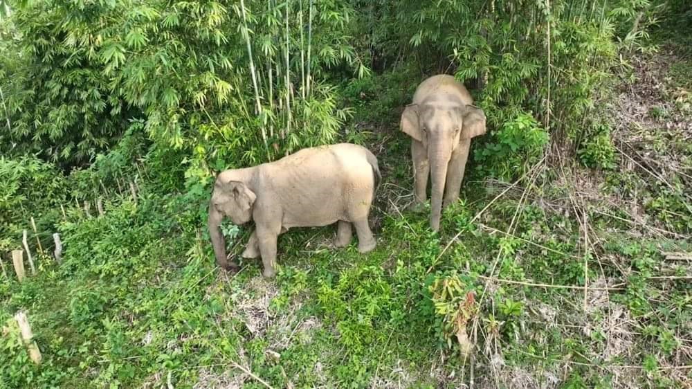 Hai mẹ con voi ở huyện Quỳ Châu. Ảnh: Đình Tiệp