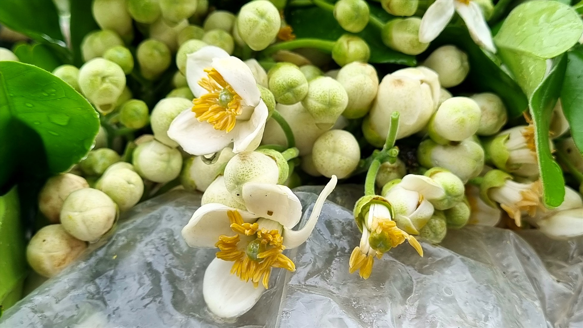 Hoa bưởi với những cánh hoa trắng muốt bao quanh nhụy vàng, có mùi thơm dìu dịu, giữ hương thơm lâu nên được nhiều người ưa thích.