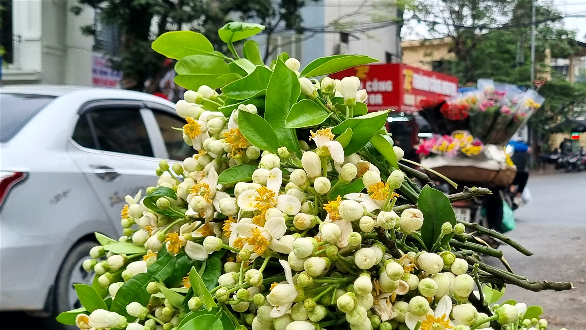 Nếu dùng hoa bưởi để cắm thắp hương thì nên chọn hoa trên cành dài, có lá. Còn nếu dùng hoa để ướp trà, nấu chè thì chỉ nên chọn mua bông. Hoa bưởi bông sẽ có giá rẻ hơn.