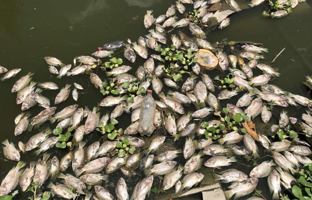Có thời điểm cá chết hàng loạt ở suối Hón Thành. Ảnh: Người dân cung cấp