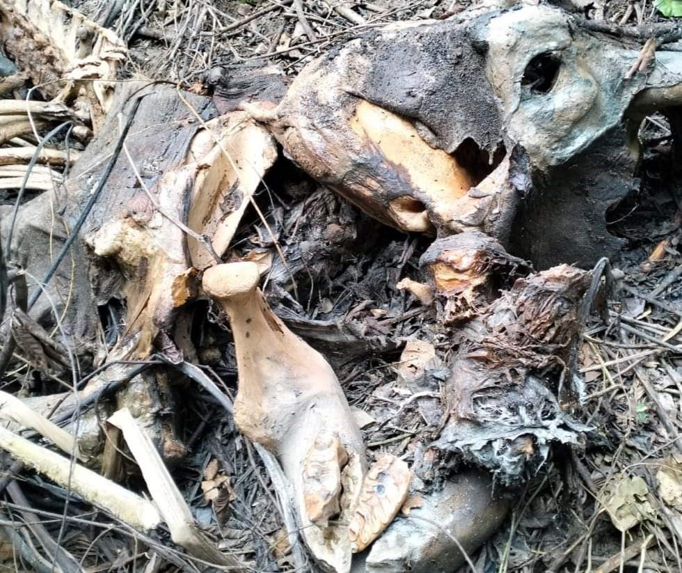 Hiện trường phát hiện xác voi chết ở huyện Quỳ Châu (Nghệ An) ngày 16.2.2023 Ảnh: Đình Tiệp