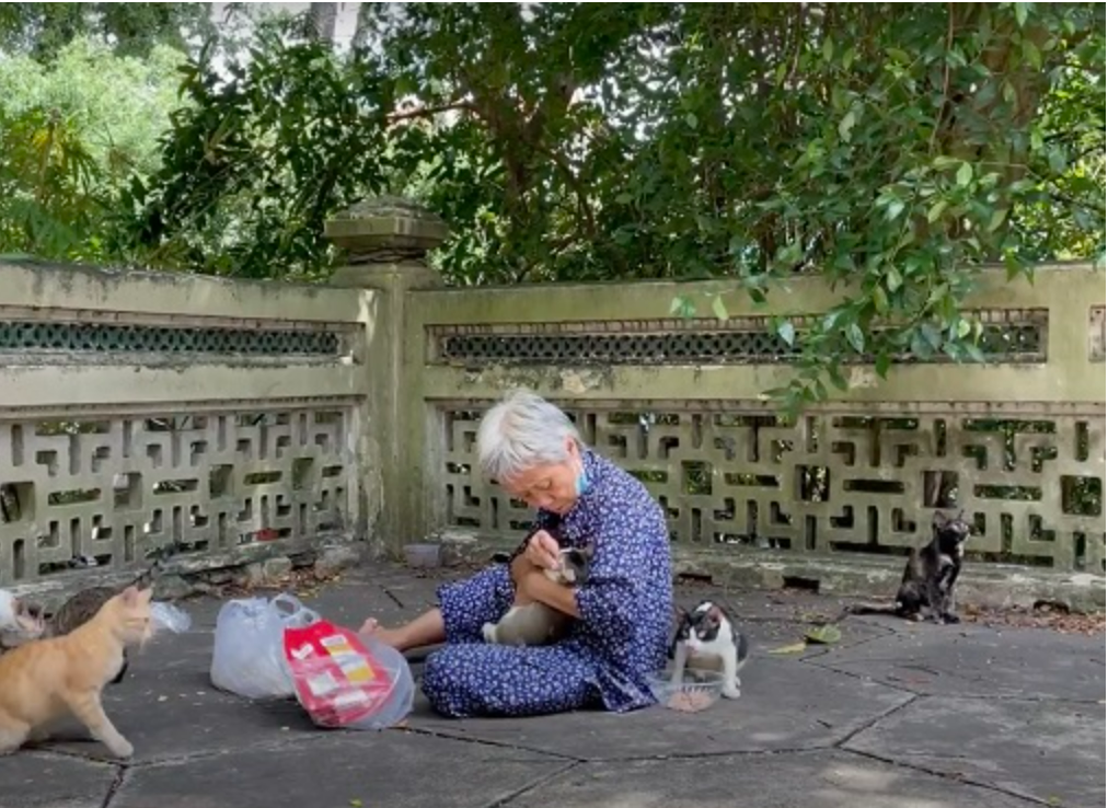 Cứ đều đặn 2 cữ mỗi ngày, bà Mai nấu cơm và cho “tụi nhỏ” bị bỏ hoang ở Thảo Cầm Viên ăn. Ảnh: Cát Tiên