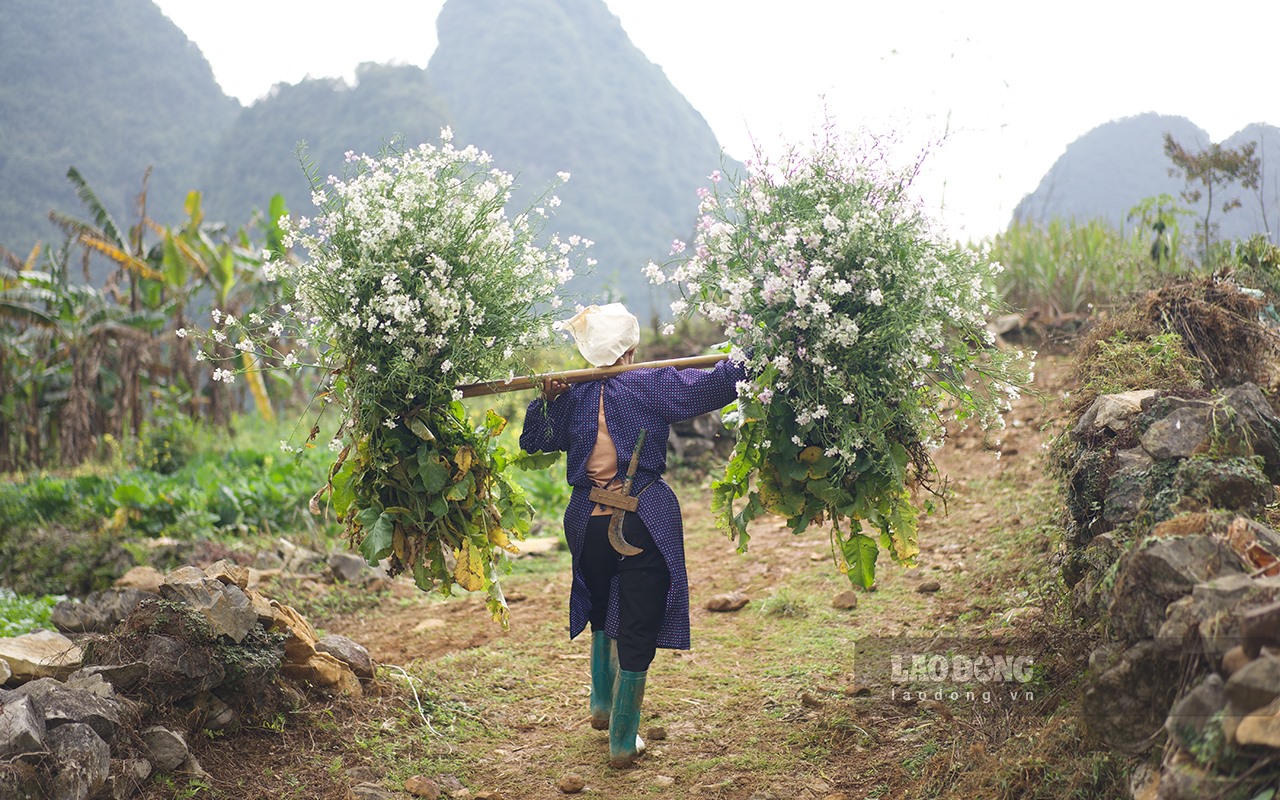 Mỗi dịp cải trắng bung nở cũng là thời điểm người nông dân thu hoạch sau khoảng thời gian chăm bón ruộng nương.