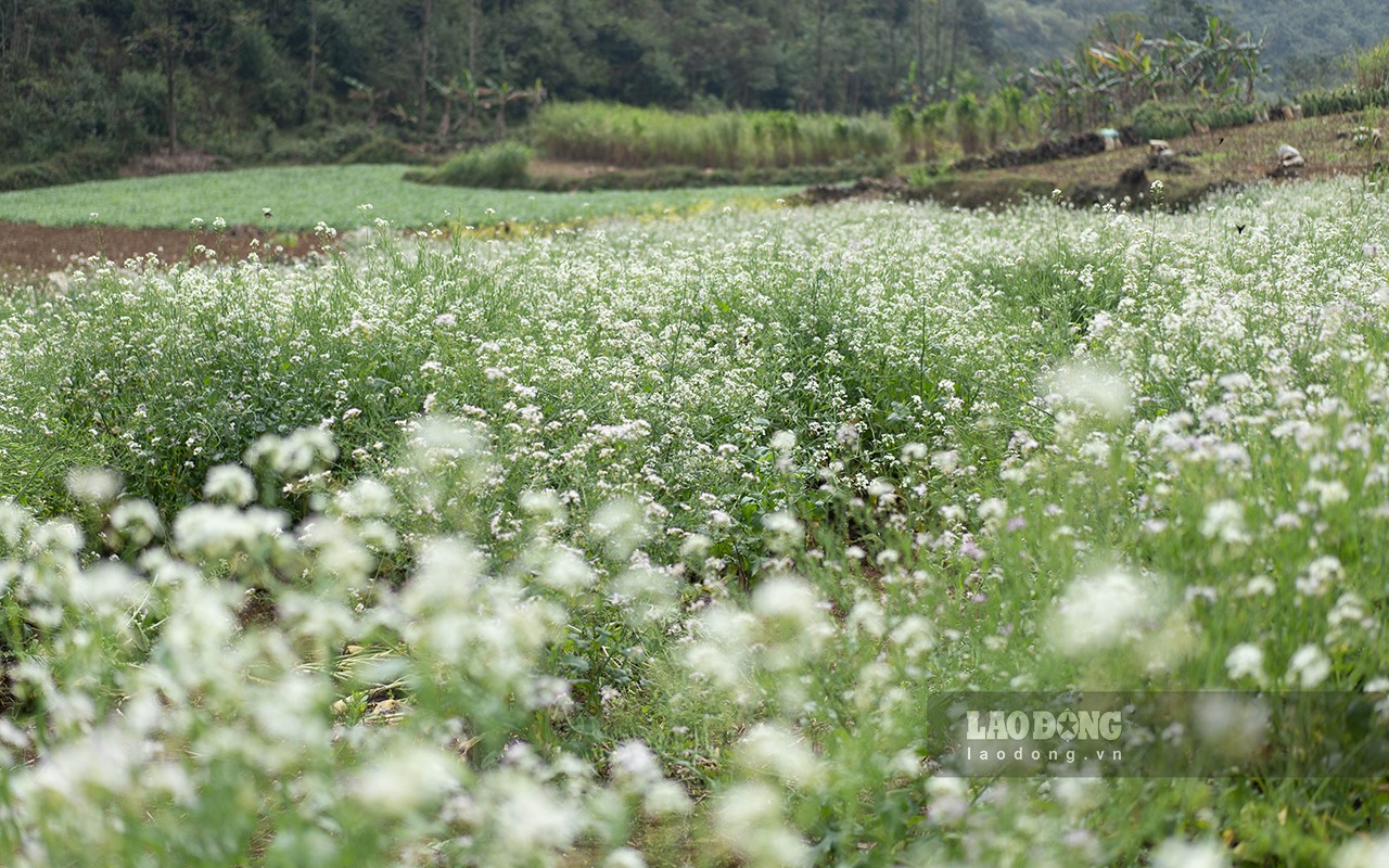 Cách trung tâm TP Cao Bằng khoảng 35km, thung lũng có tên Lũng Sâu, xã Phúc Sen (Quảng Hoà) có vườn hoa cải trắng đang độ bung nở sắc trắng. Ảnh: An Trịnh.