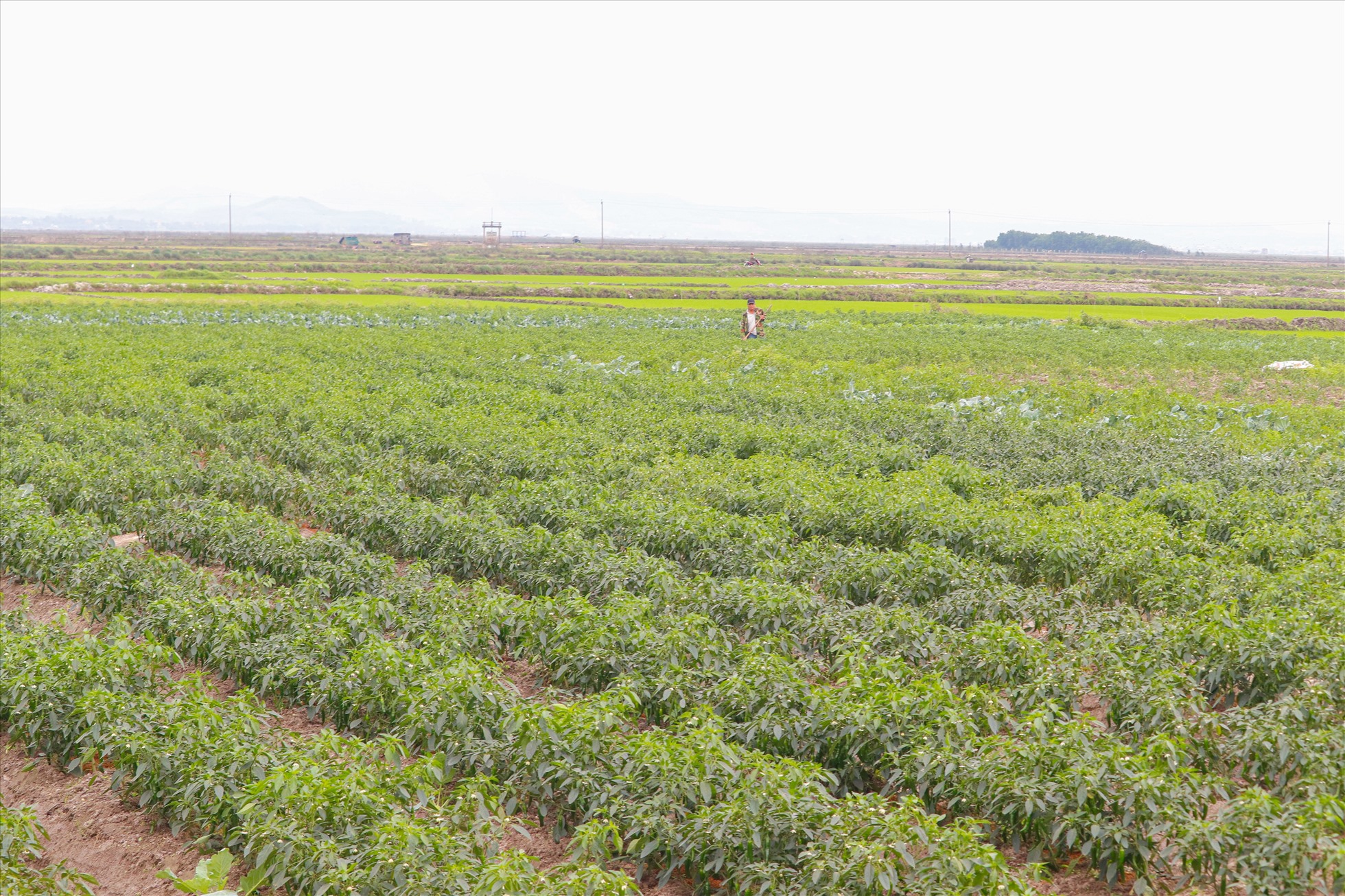 Những ruộng rau sạch của người dân được trồng theo đề án “Vùng trồng rau an toàn VietGAP gắn với du lịch trải nghiệm”. Ảnh: Đức Tuấn