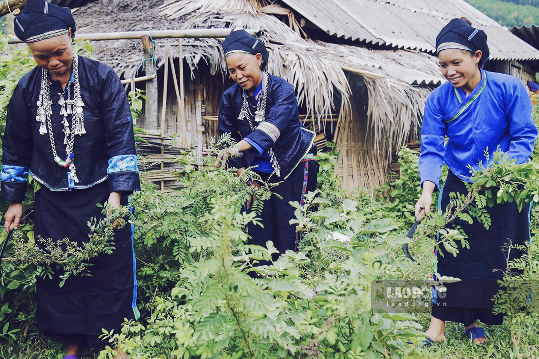 Cây chàm được trồng quanh nhà của người Nùng.