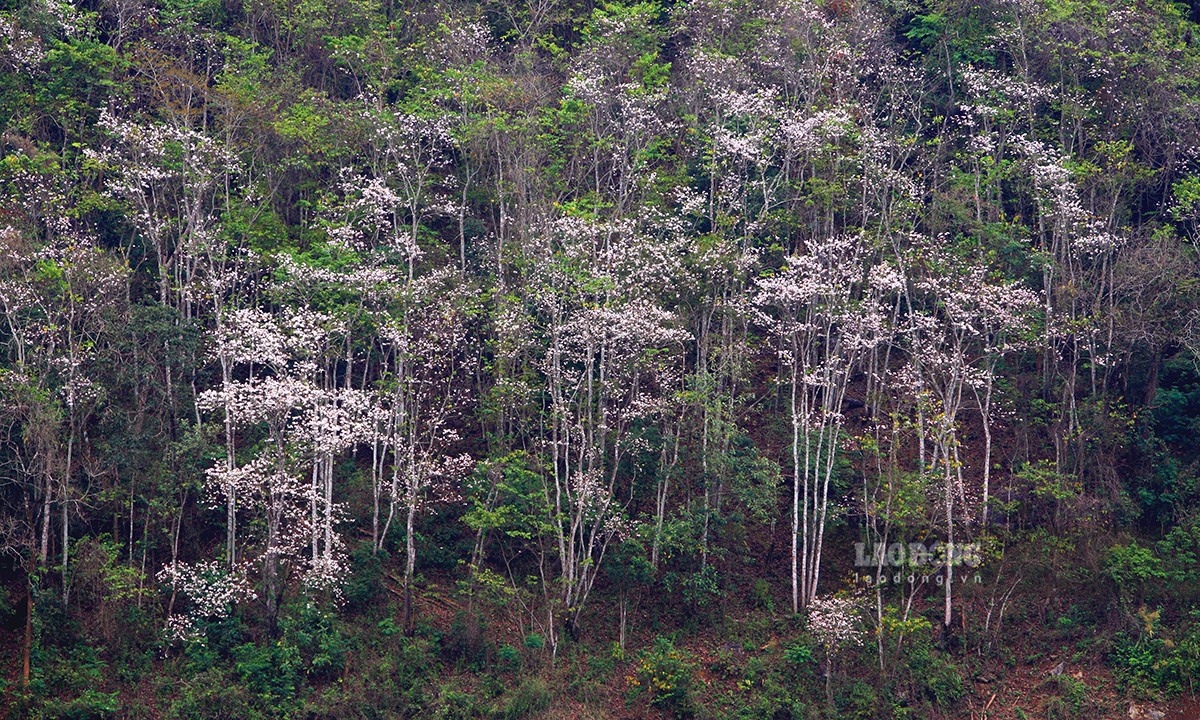Tại Điện Biên có rất nhiều rừng Ban được coi là cổ thụ, cây Ban mọc tự nhiên và có sức sống vô cùng mãnh liệt.
