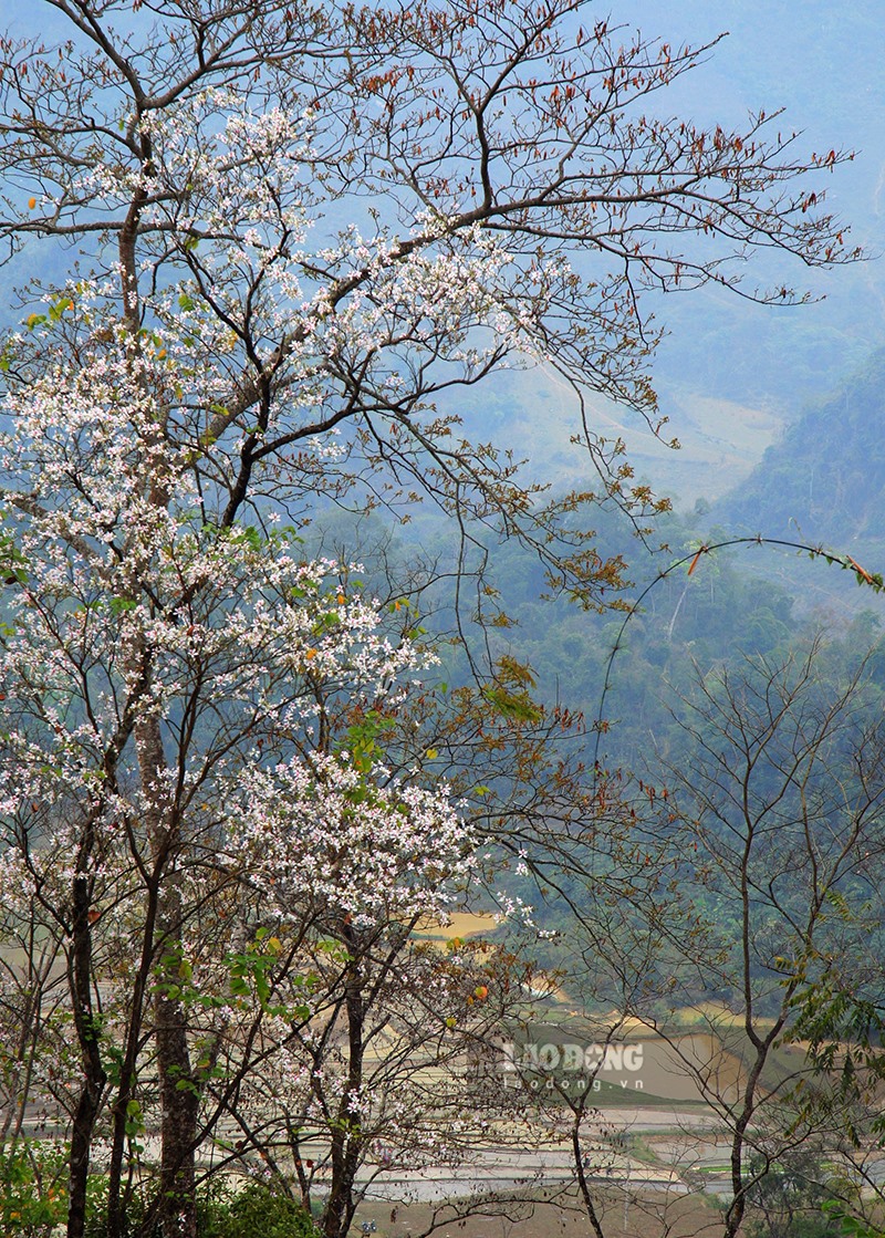 Hoa Ban có vẻ đẹp thơ mộng và nổi bật giữa màu xanh của núi rừng.