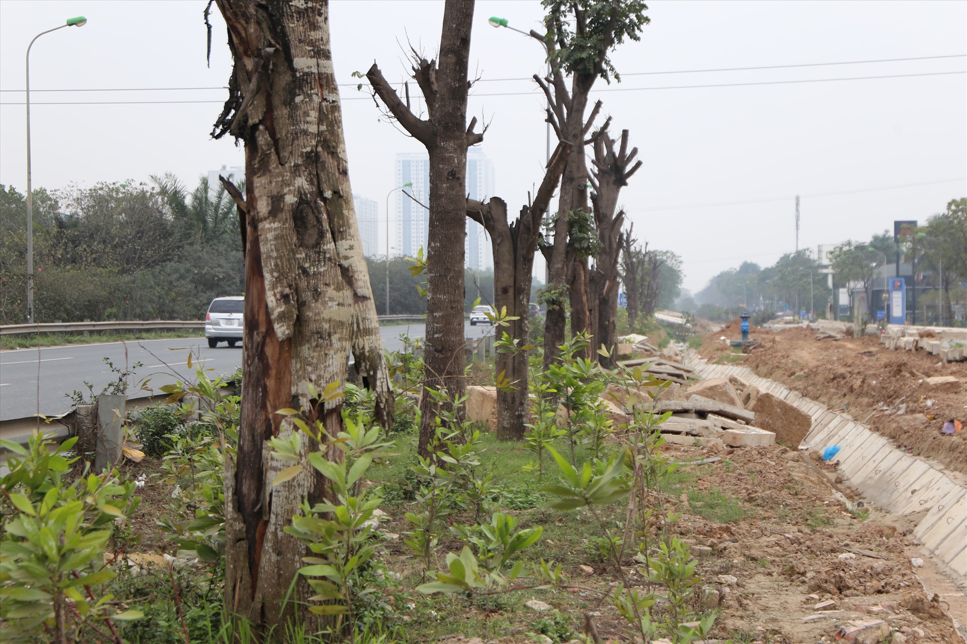 Loạt cây chết khô trên Đại lộ Thăng Long. Ảnh: Vĩnh Hoàng