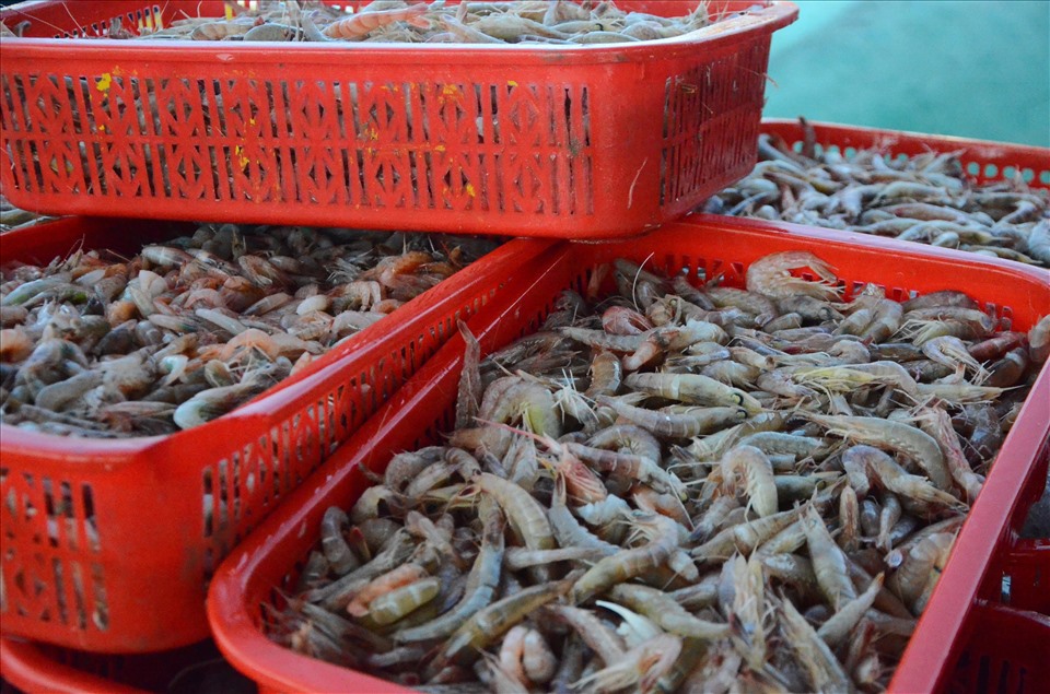 Những rổ đầy ắp cá tại âu thuyền Thọ Quang.