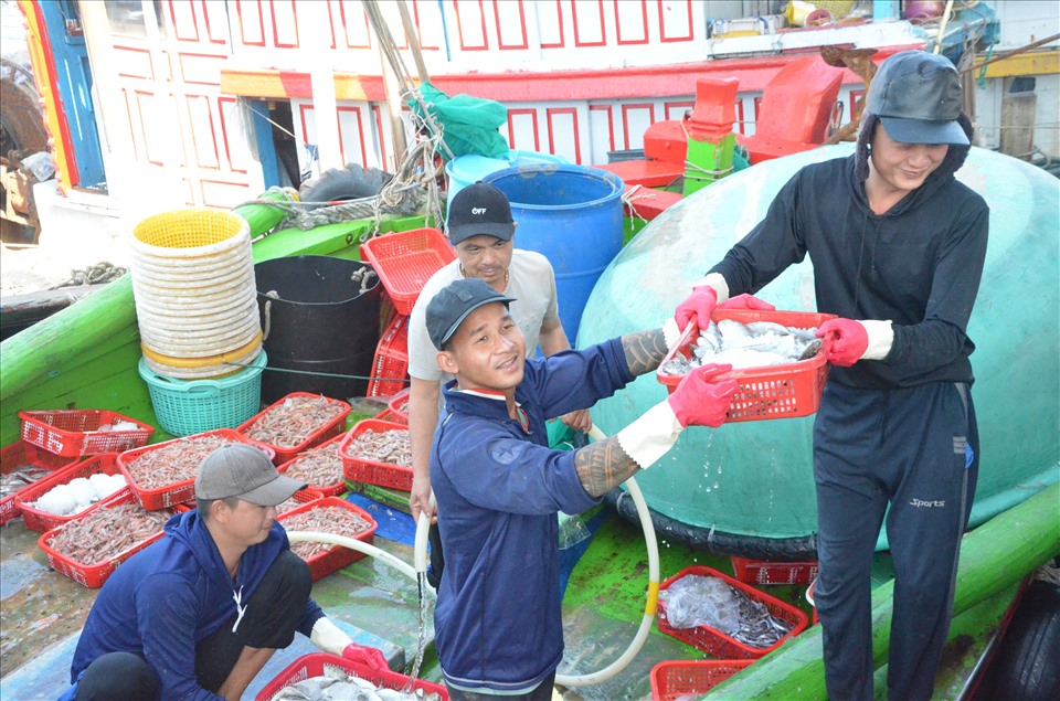 Theo Ban quản lý Âu thuyền và Cảng cá Thọ Quang, TP.Đà Nẵng, trung bình mỗi ngày có 10 đến 15 tàu cá đánh bắt về cập cảng. Mỗi tàu đánh bắt được từ 4 đến 5 tấn hải sản.