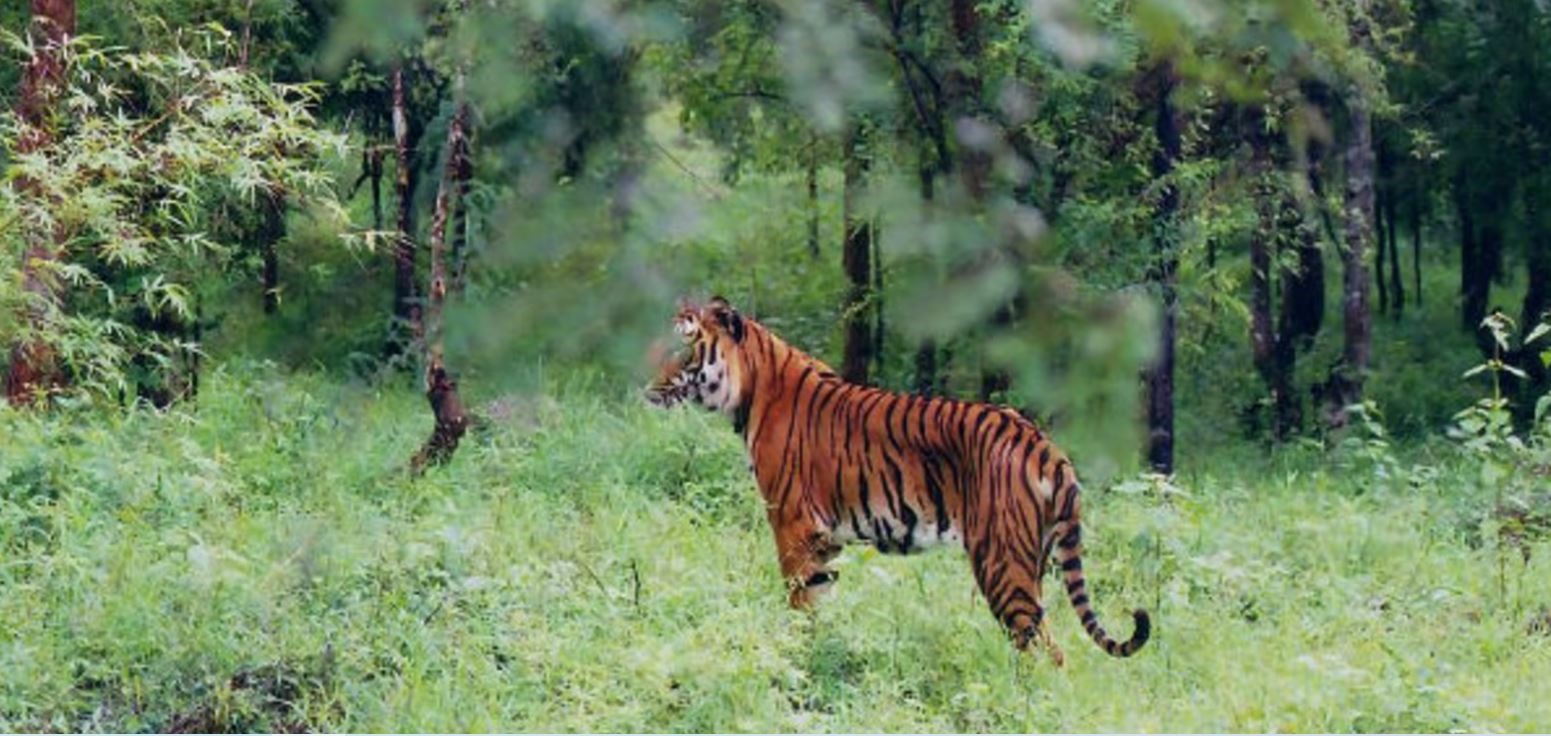 Khu bảo tồn động vật hoang dã Bhadra ở phía tây bắc Chikmagalur. Ảnh: Website Niraamaya Private Residence