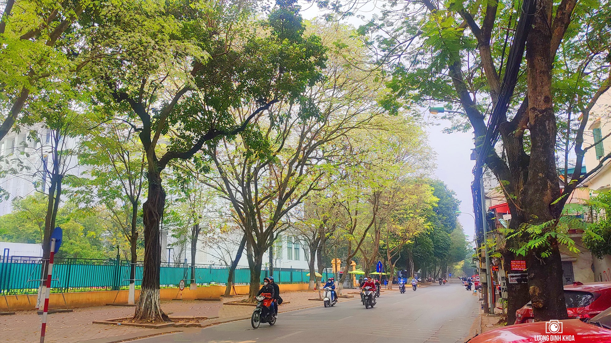 Hoa Sưa nở nhiều nhất là trong khuôn viên của khu Ngoại giao đoàn – trên đường Đặng Văn Ngữ, cạnh hồ Xã Đàn. Nơi đây có thể ví như thủ phủ của hoa Sưa, với một dãy hơn chục thân cây trải dài, thẳng đều, mỗi mùa về lại trắng bạt ngàn tinh khôi, hút mọi ánh nhìn của bất kỳ ai ngang qua mỗi ngày.