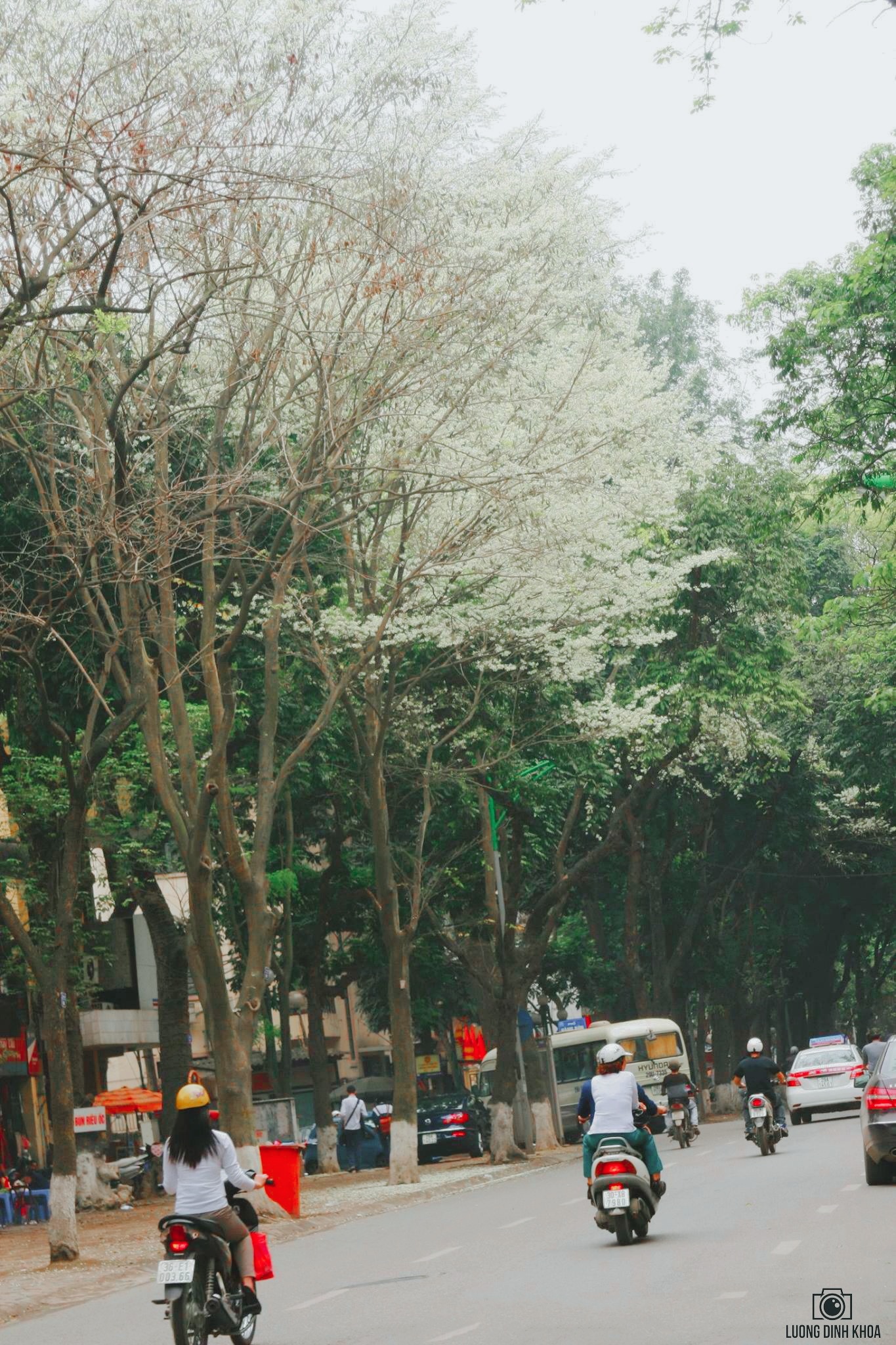 Những góc phố của Hà Nội thêm đẹp và bình yên hơn trong sắc trắng hoa Sưa.