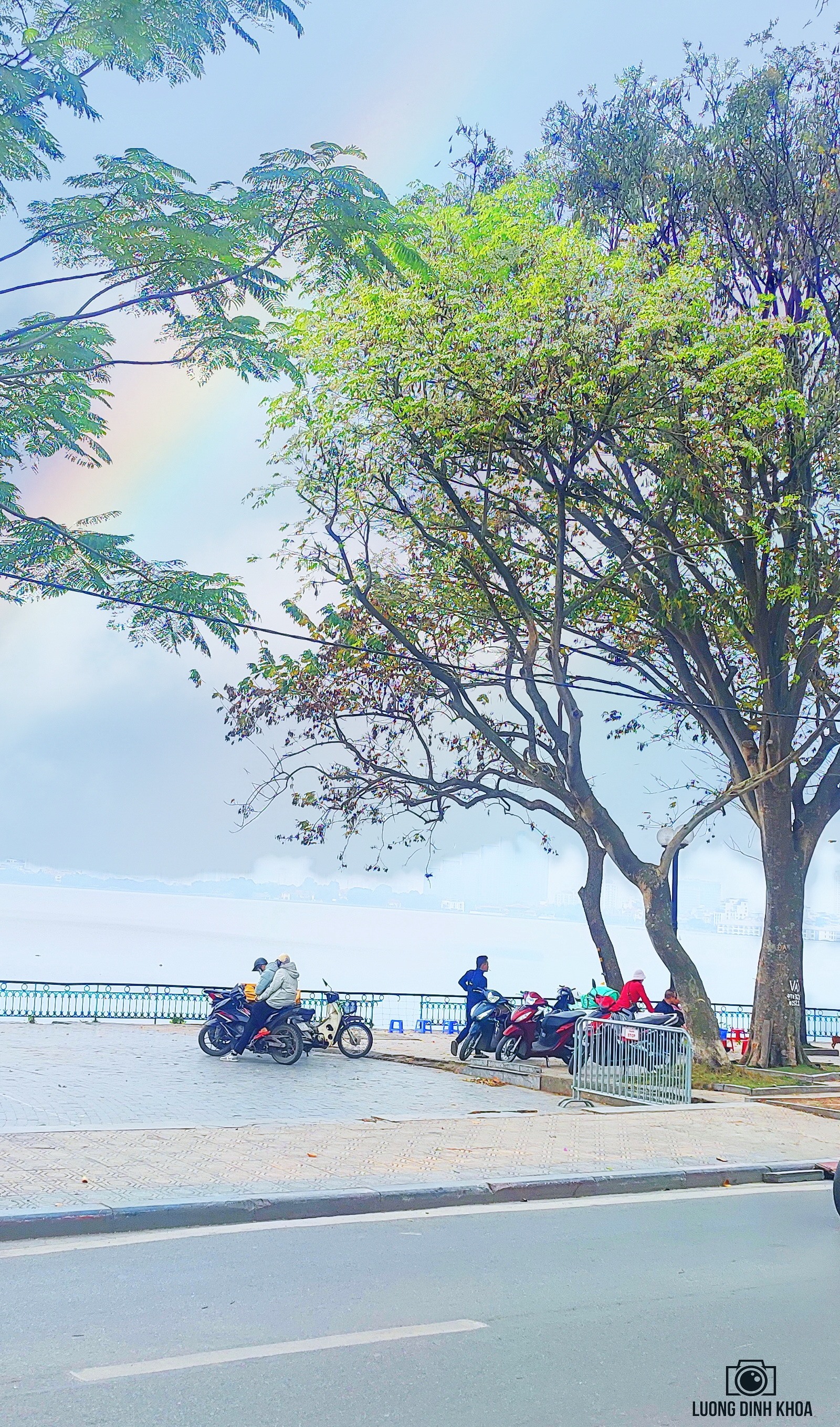 Một cây Sưa nhỏ tại khu trung tâm của hồ Tây trên đường Thanh Niên, mỗi mùa về vẫn thầm lặng đơm hoa,  khiêm nhường và bền bỉ.