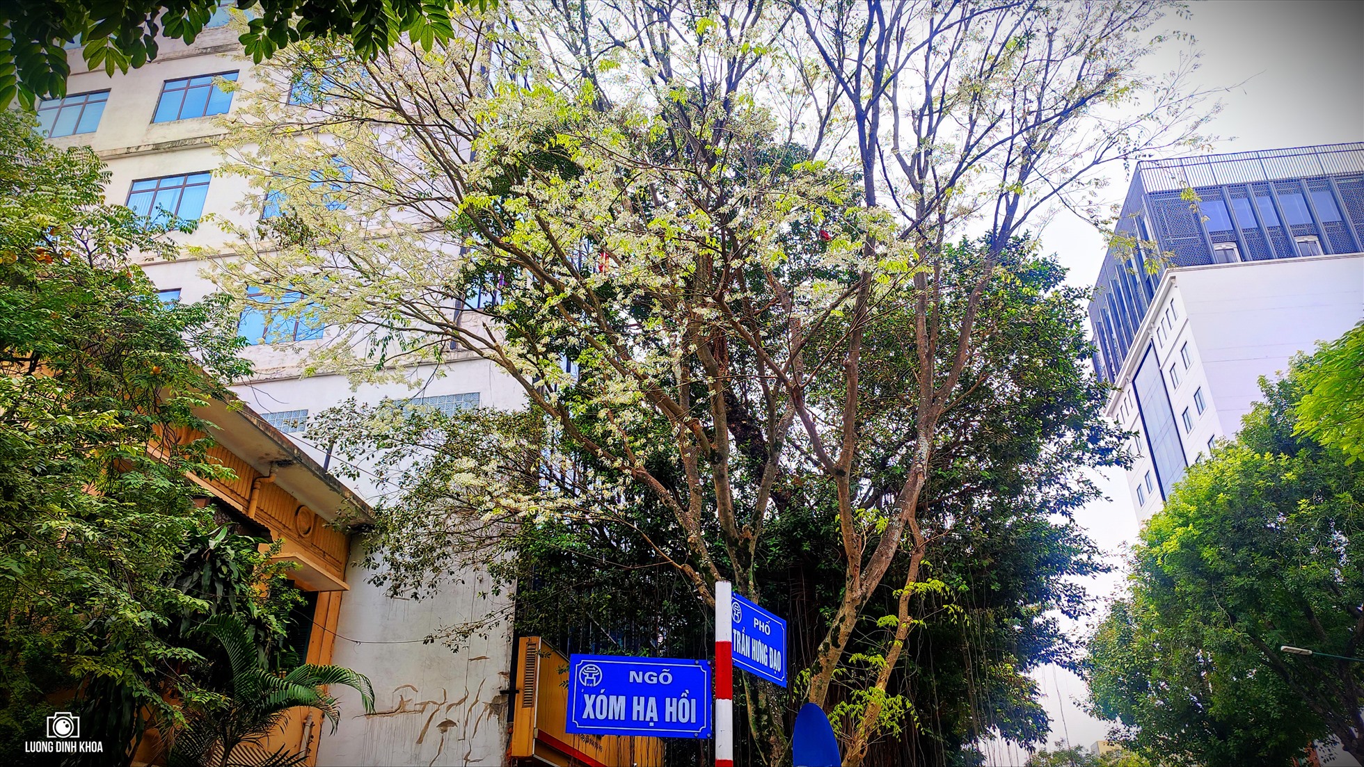 Trên phố Trần Hưng Đạo rải rác có khoảng 4-5 vòm Sưa cũng đang bung nở, nhất là tại đầu con ngõ Xóm Hạ Hồi.