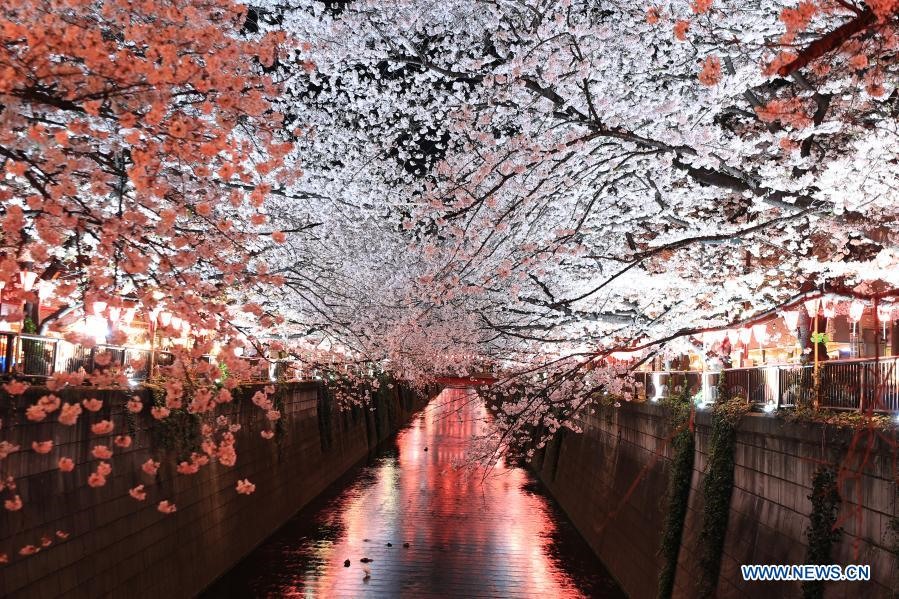 Hoa anh đào nở rộ bên sông Meguro ở thủ đô Tokyo, Nhật Bản. Ảnh: Xinhua