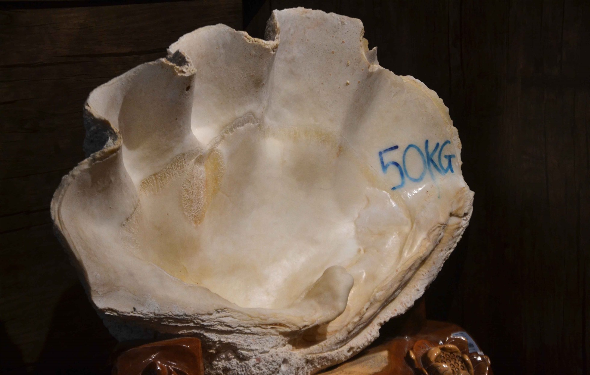 Cận cảnh 1 cánh vỏ “Trai tai tượng” tại vùng biển Phú Quốc, nặng 50kg trưng bày tại cơ sở Ngọc trai Ngọc Hiền. Ảnh: Lục Tùng